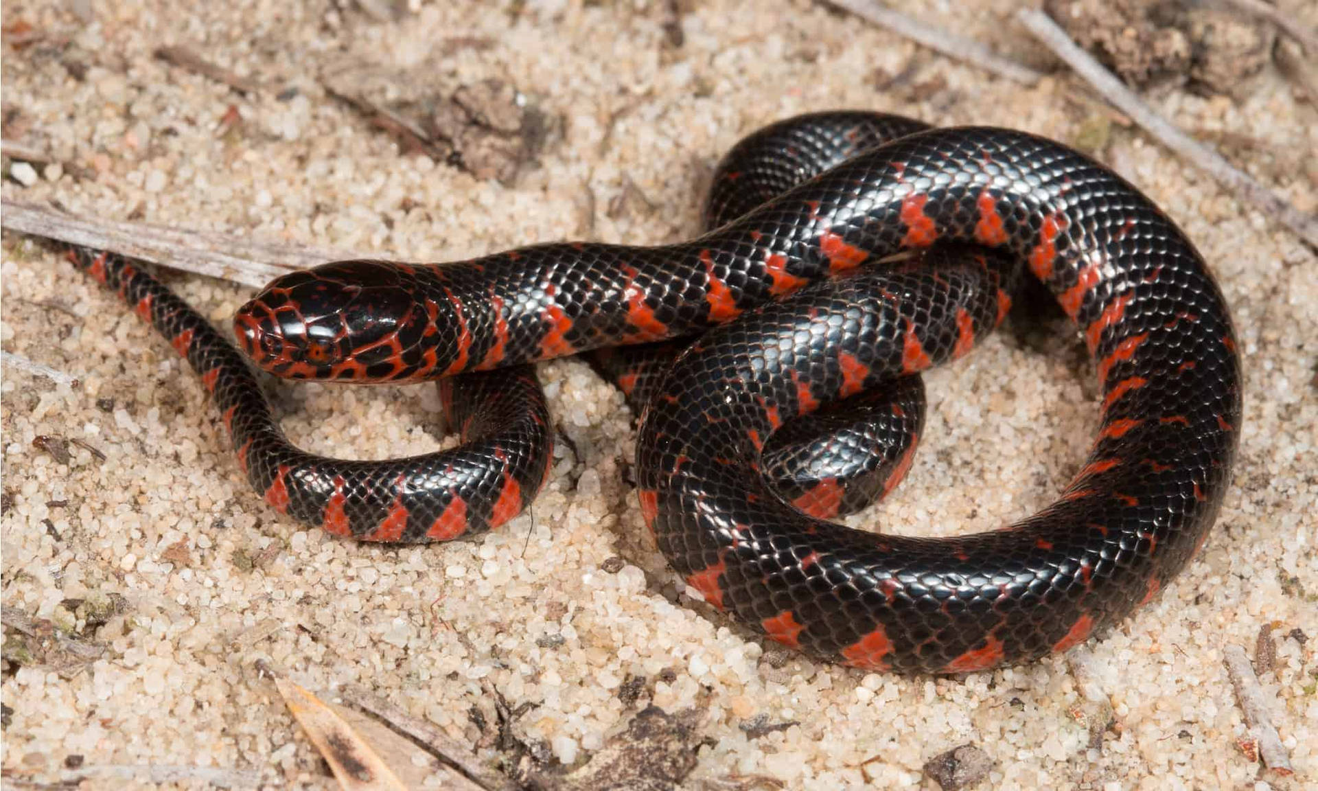 Mud Snake 桌布