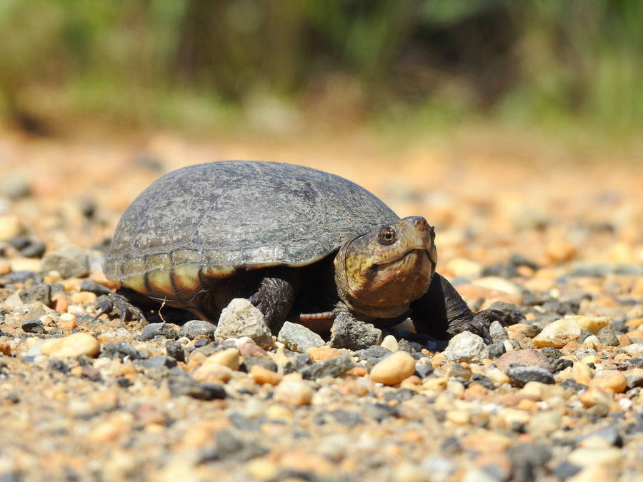 Mud Turtle 桌布