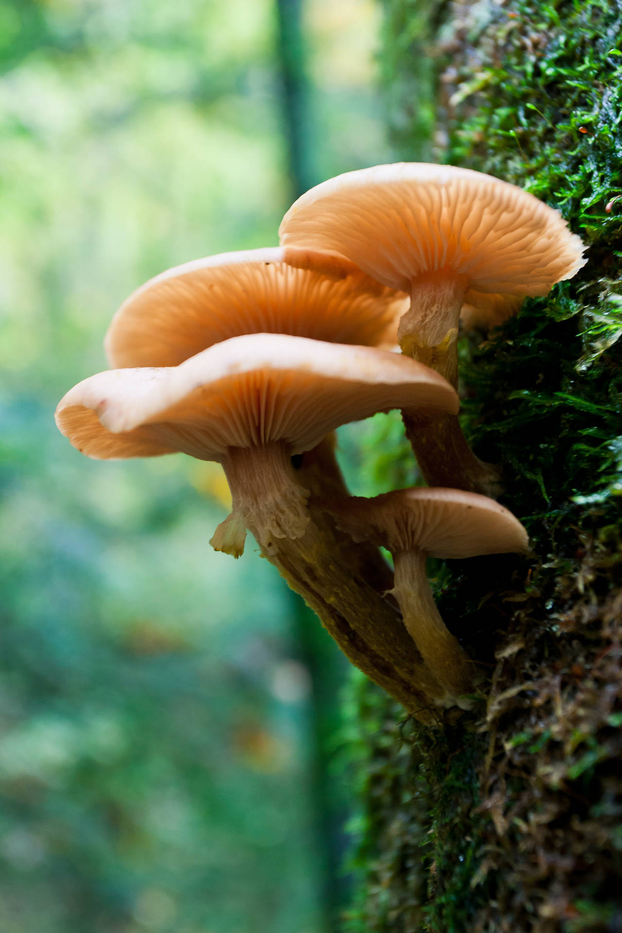 Mushroom Aesthetic 桌布