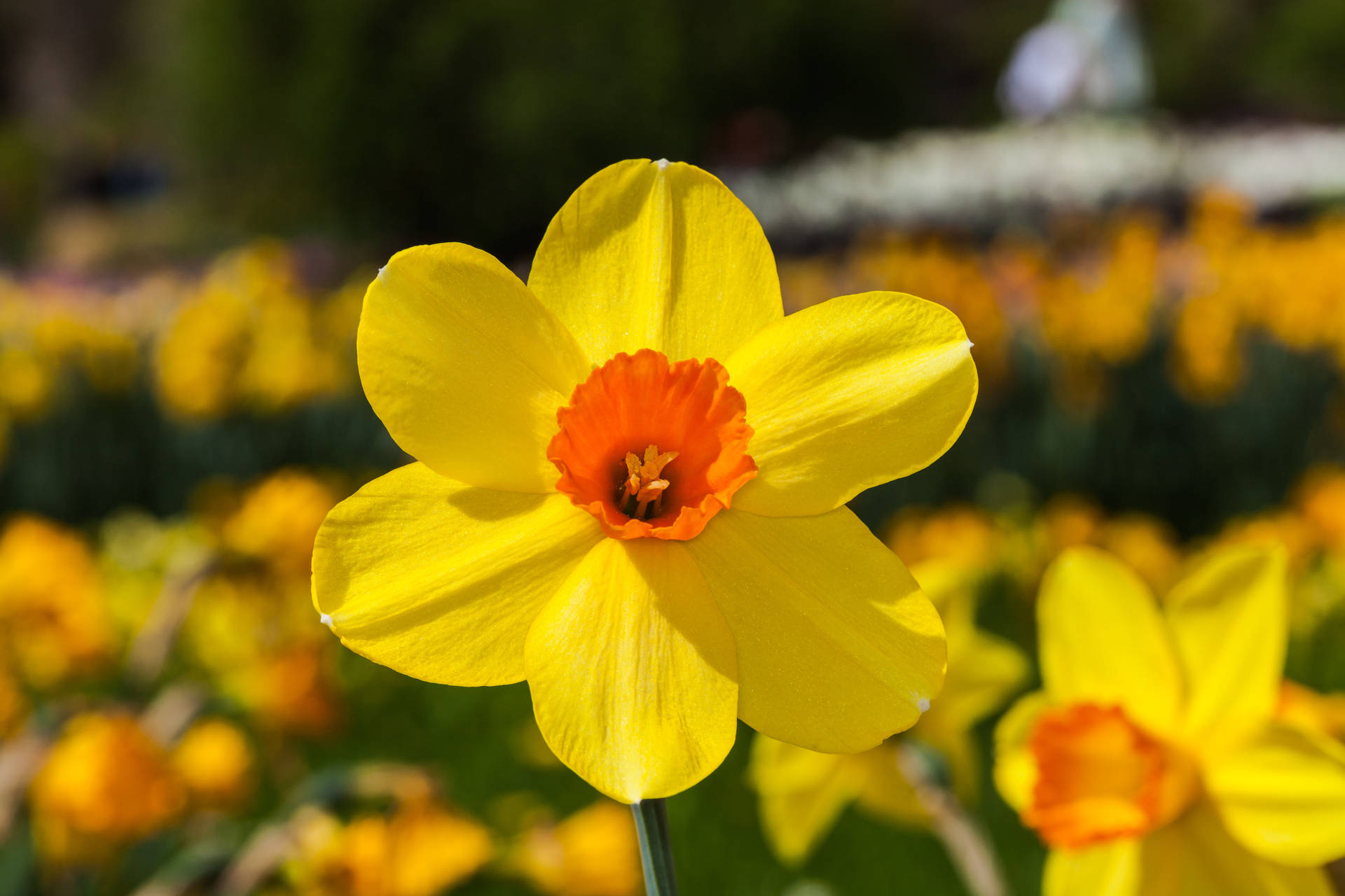 Narcissus flower 桌布
