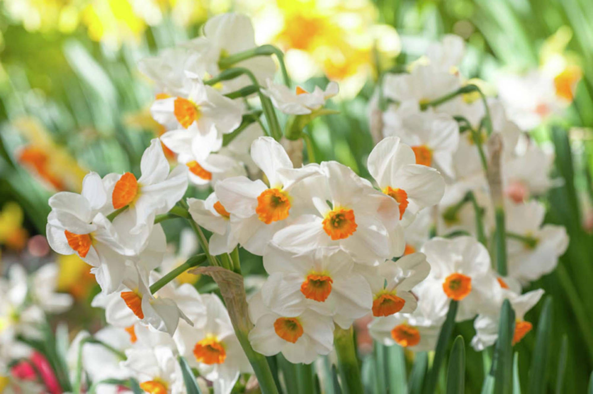 Narcissus 桌布