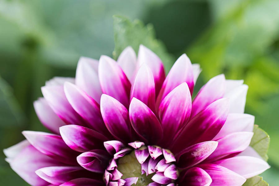 Free stock photo of flower bloom