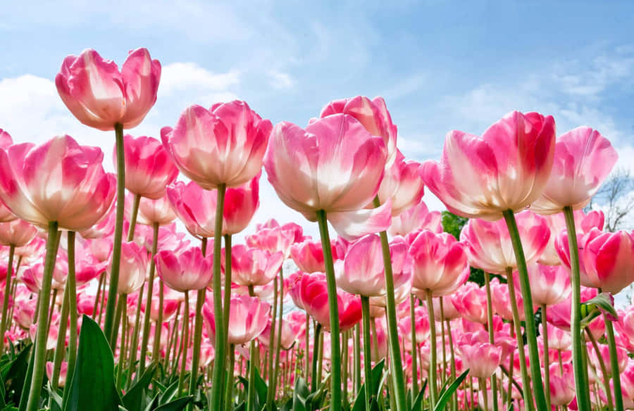 Nature Flower 桌布