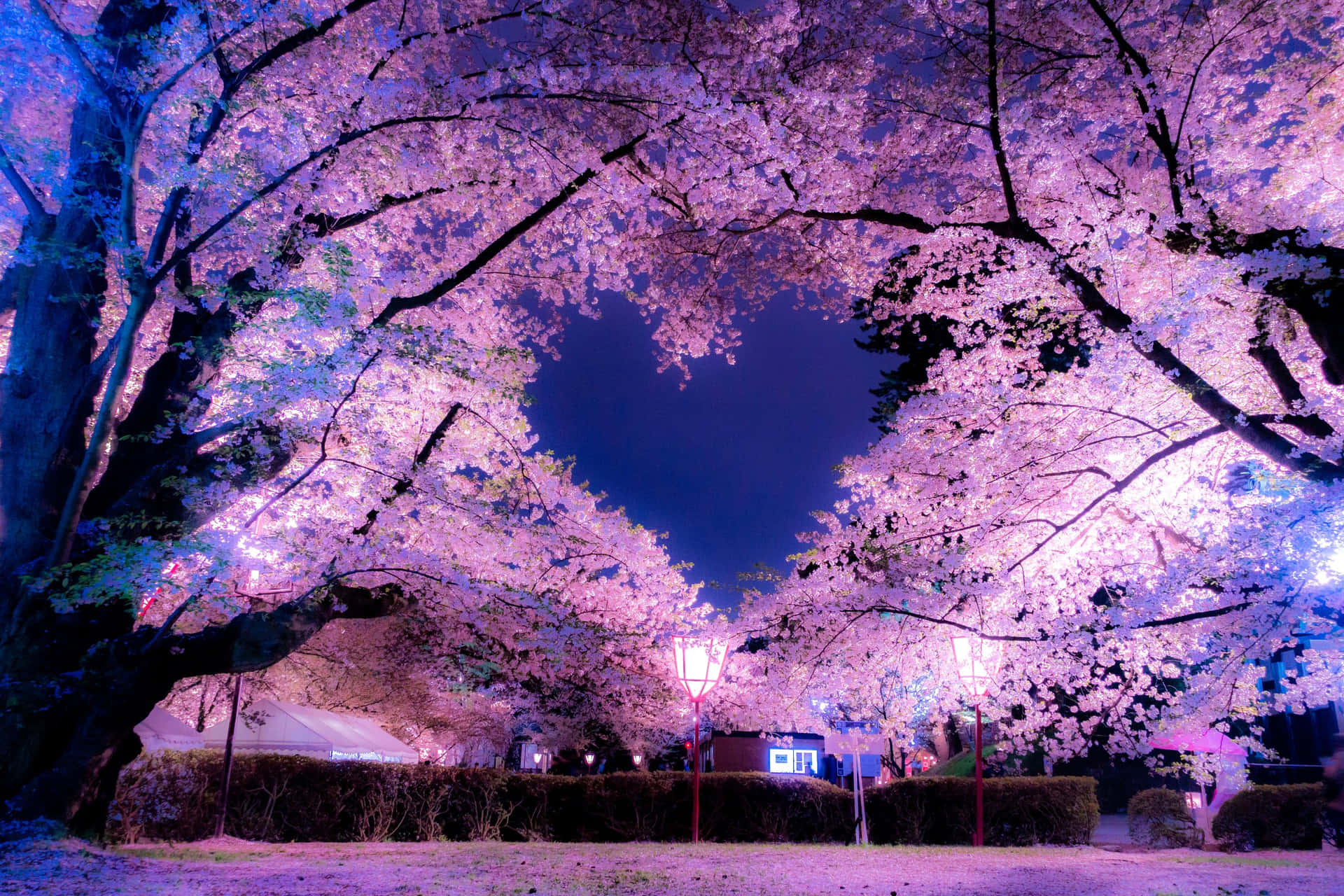 Night Cherry Blossom 桌布