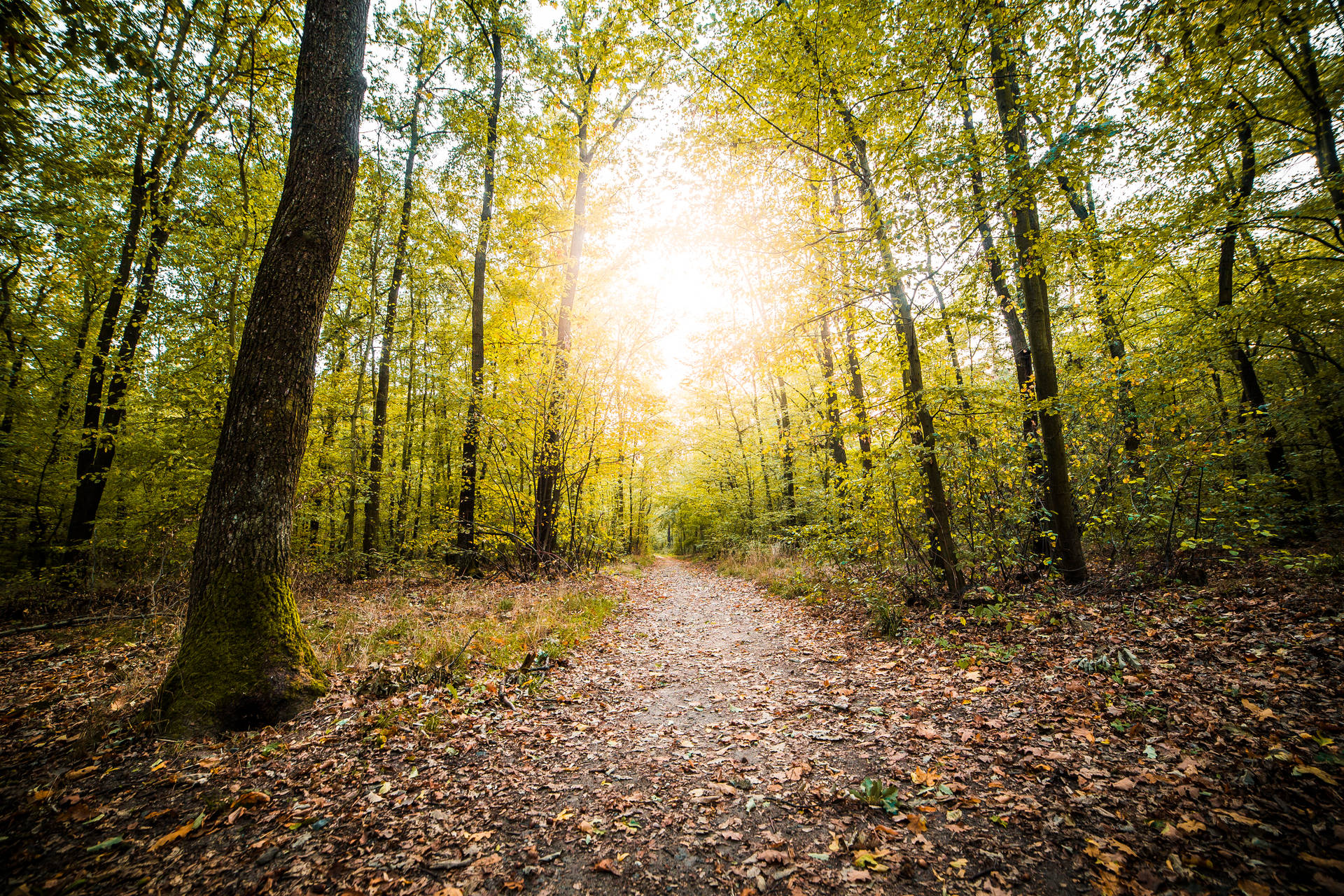 Download Forest Path in Fall Season FREE Stock Photo