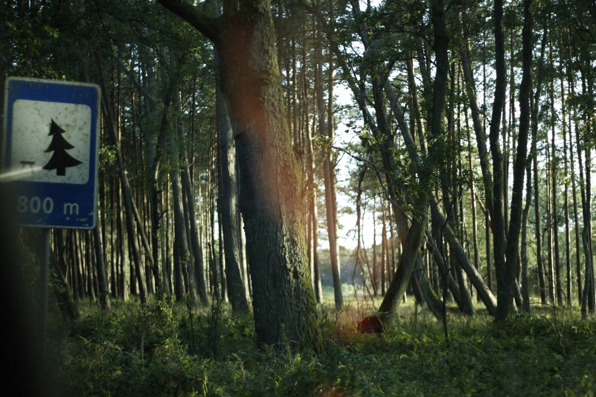 green and brown trees