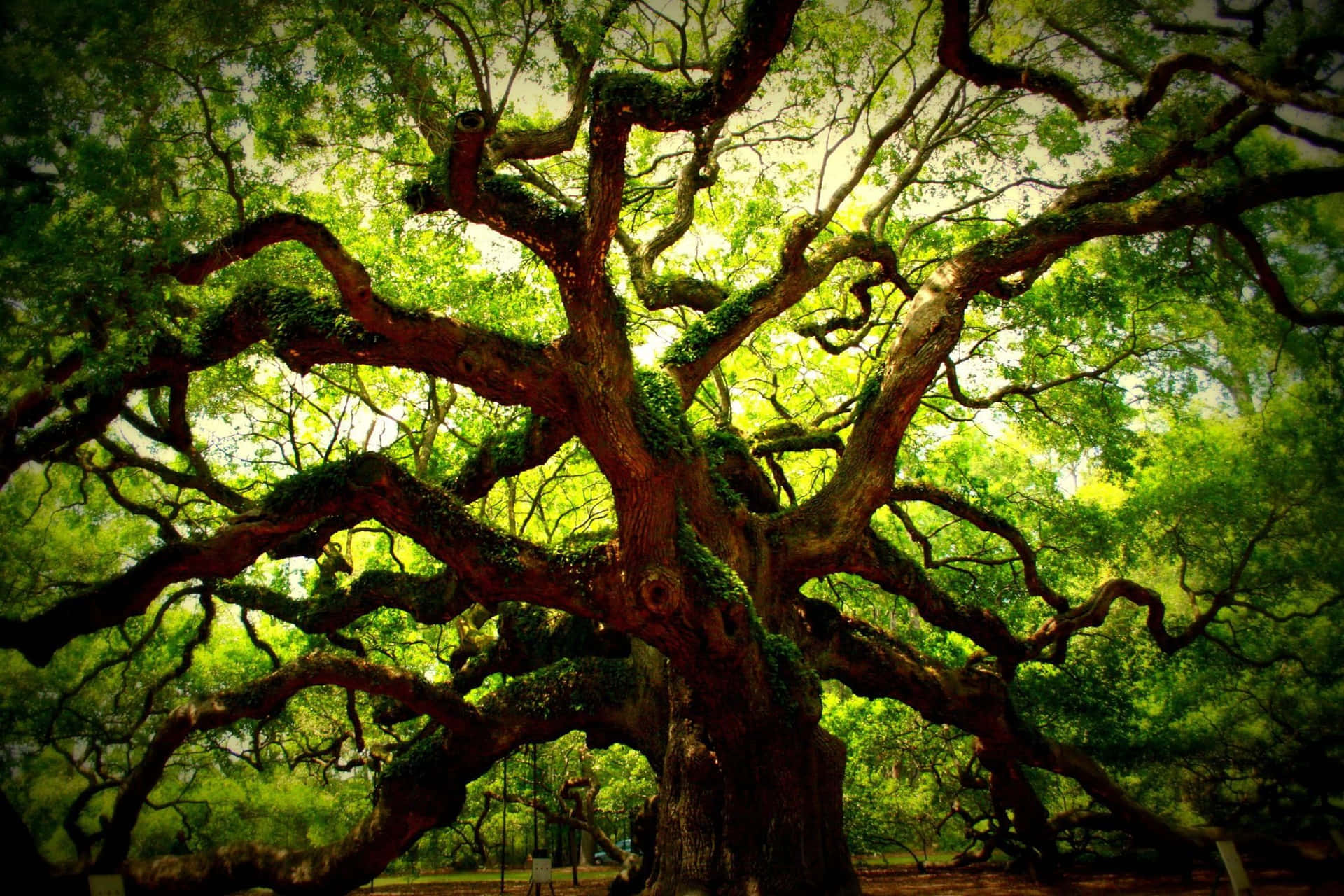 Oak Tree 桌布