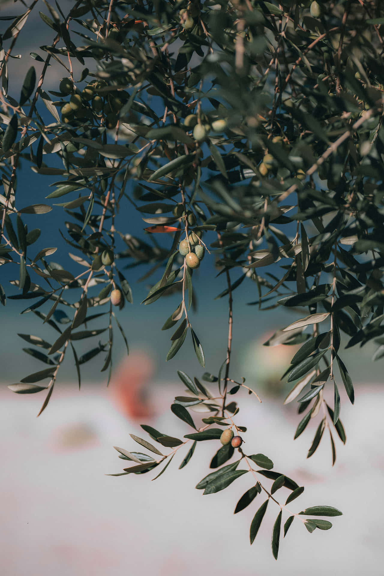 Olive Tree 桌布