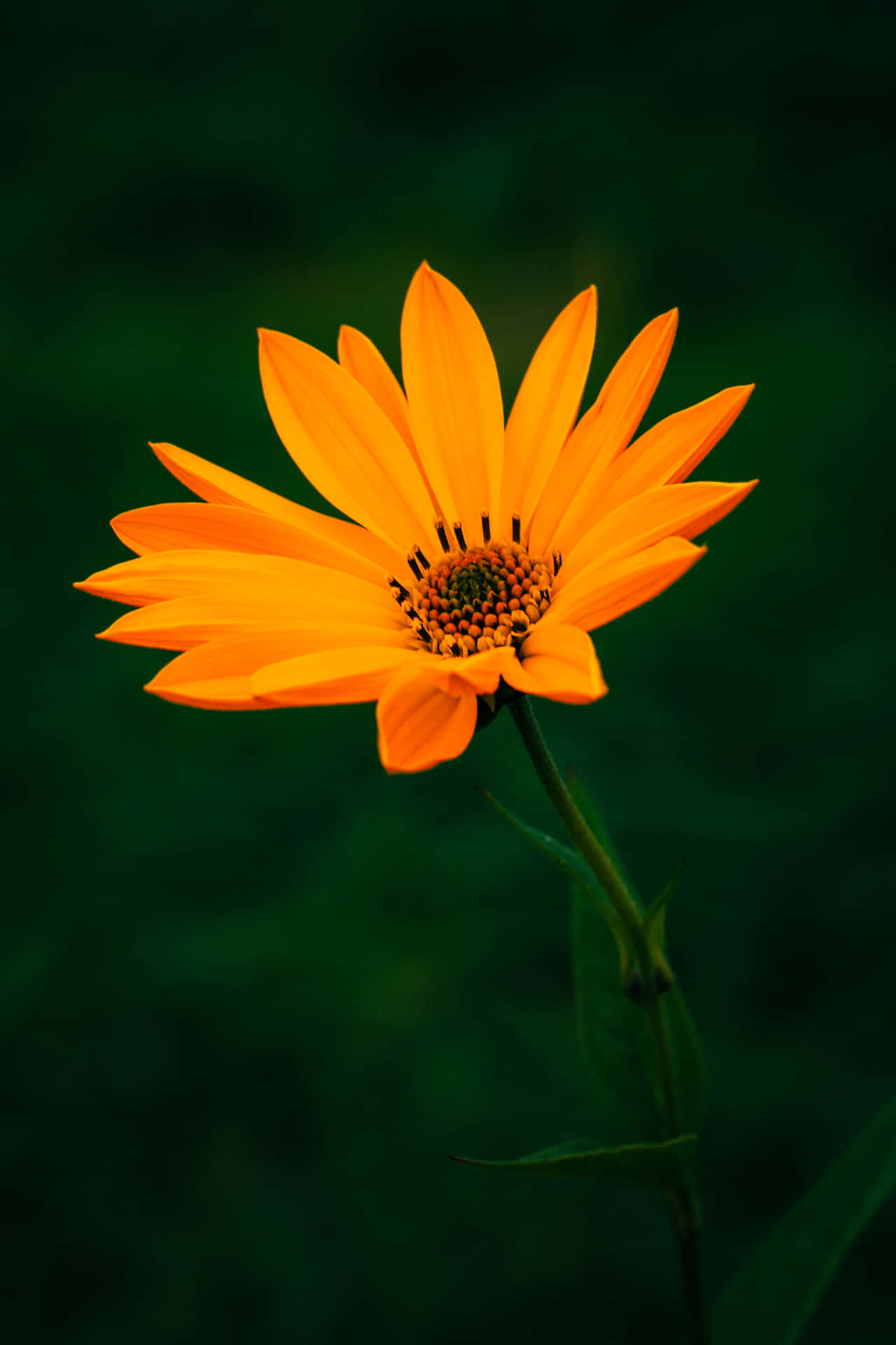 Orange Flower 桌布