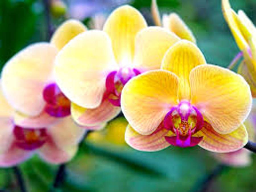 Orchid 桌布