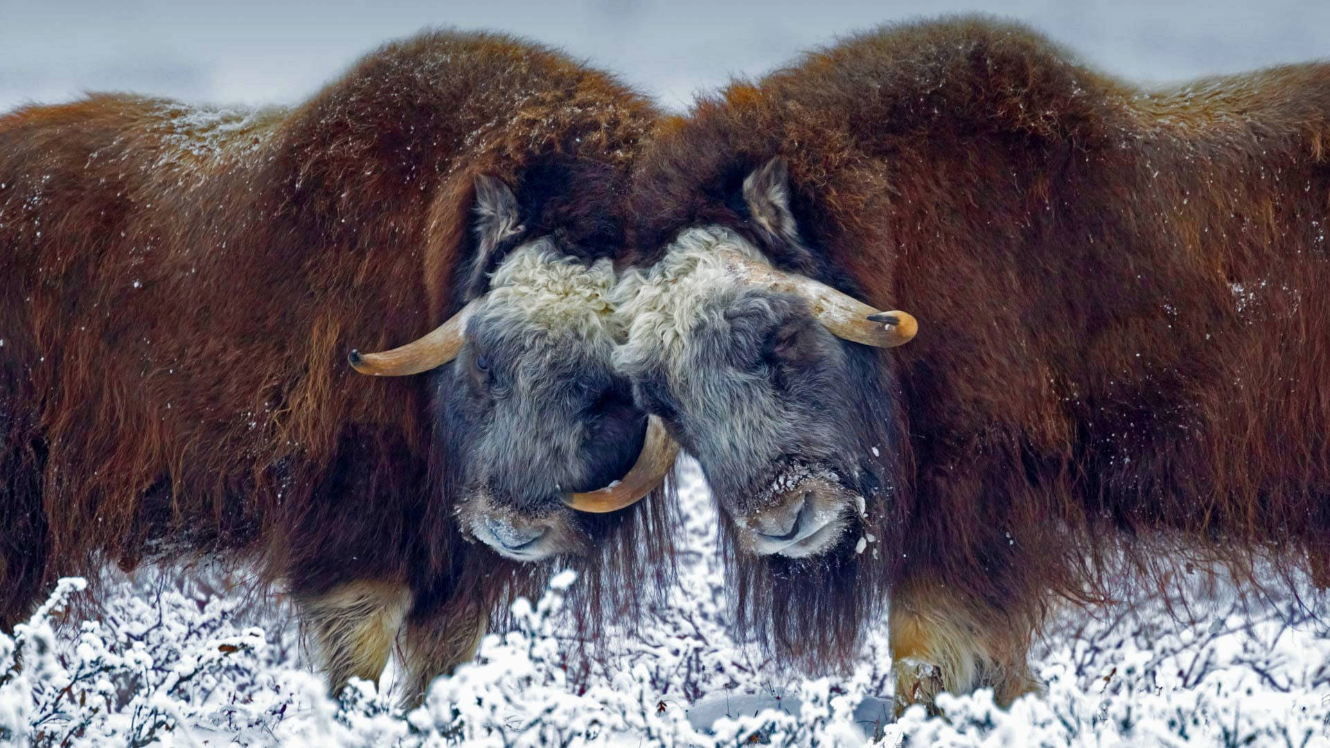 Ox 桌布