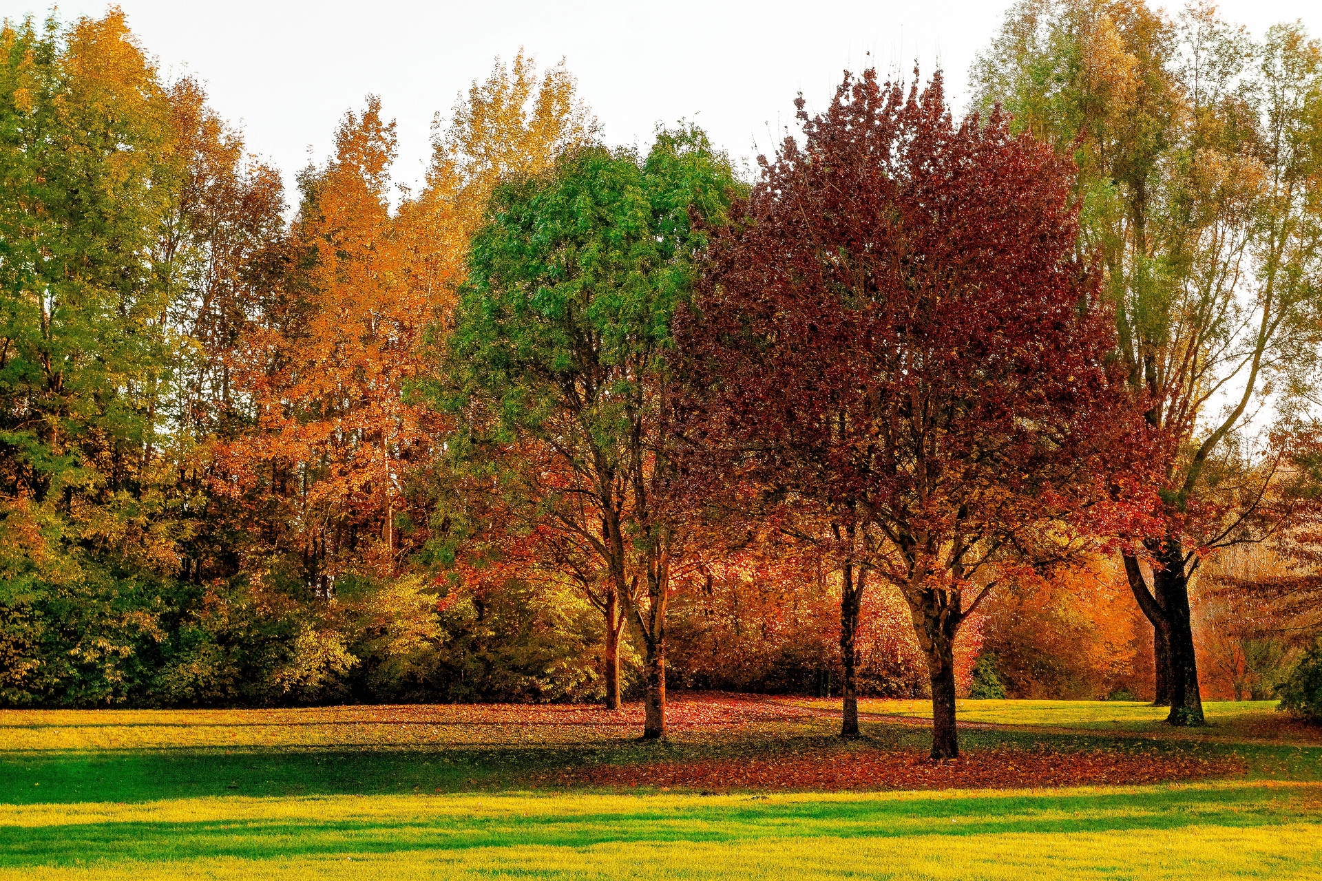 Preview wallpaper trees, autumn, park, leaves
