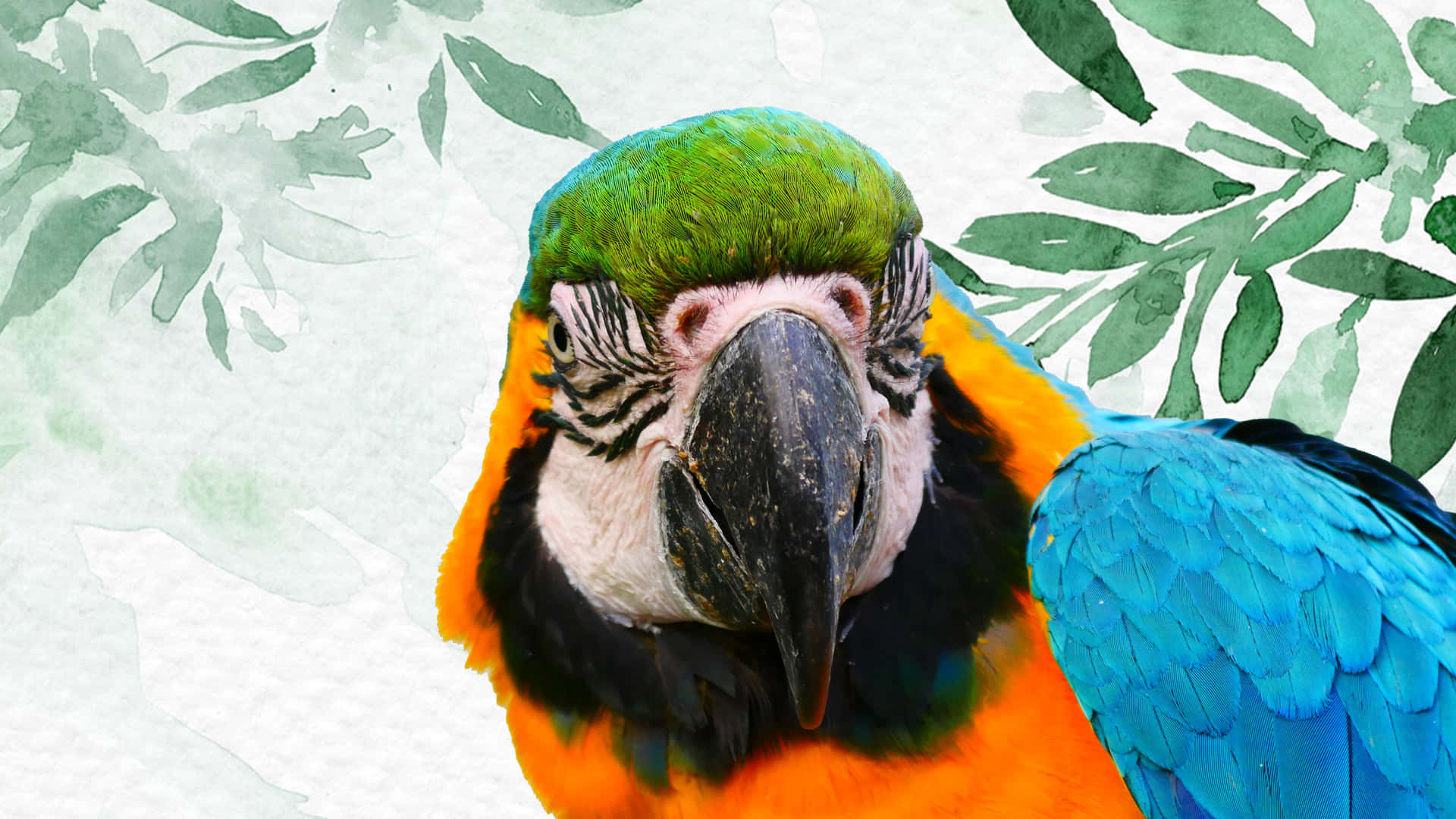 Parrot 桌布