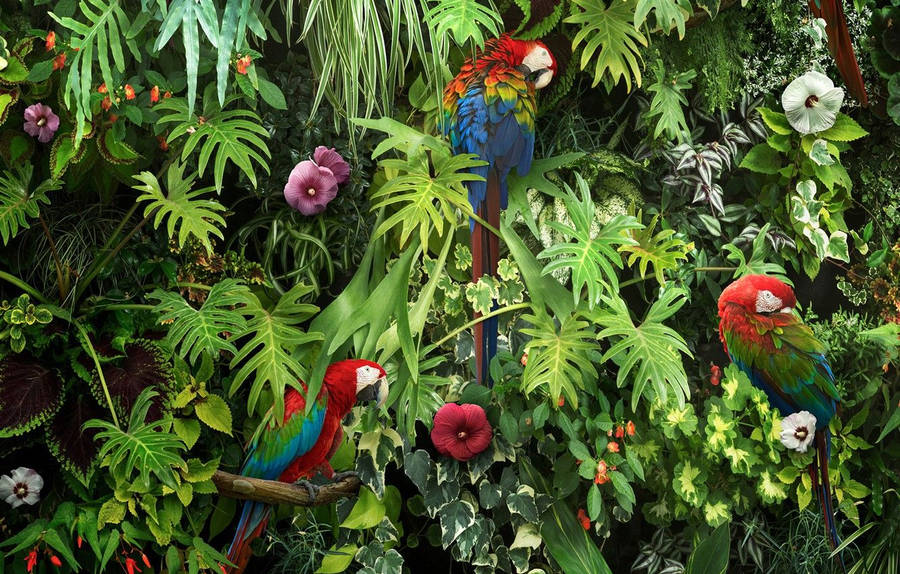 Parrots 桌布