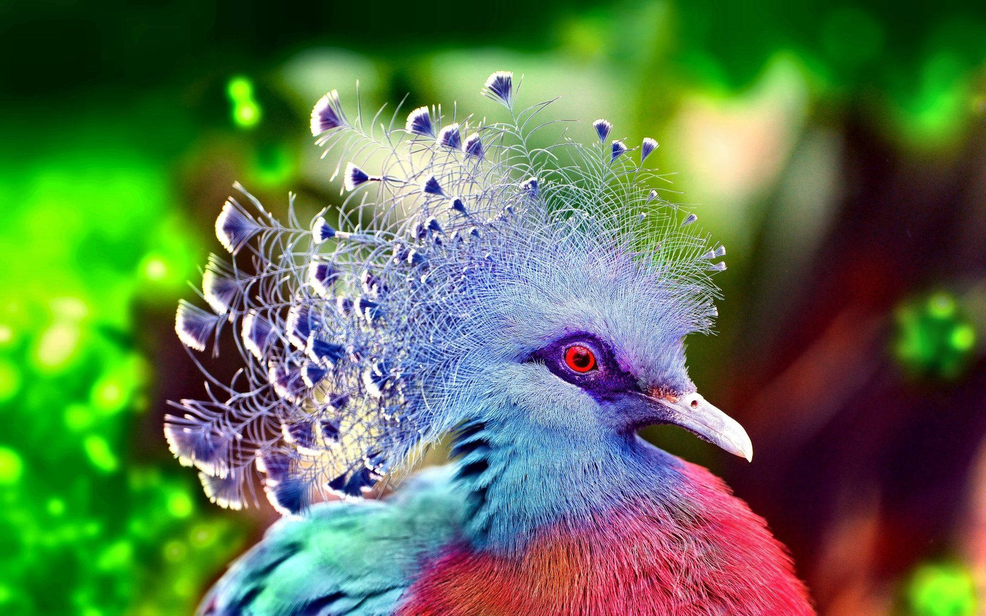 Pigeon 桌布