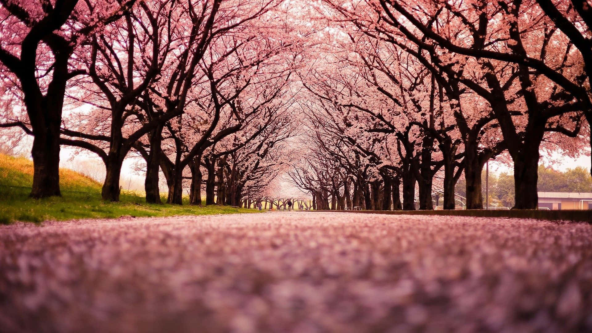 Pink Cherry Blossom 桌布