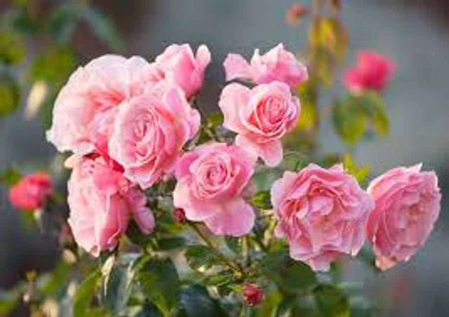 Pink Rose 桌布