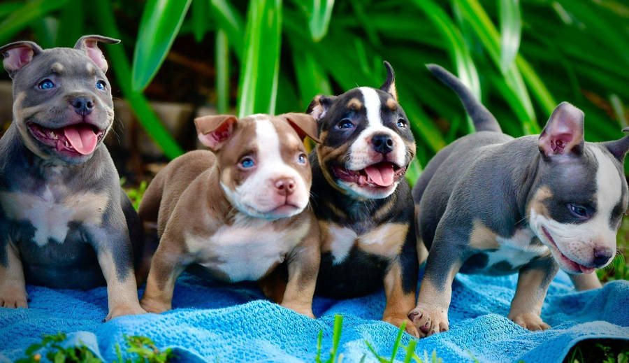 Pitbull Puppies 桌布