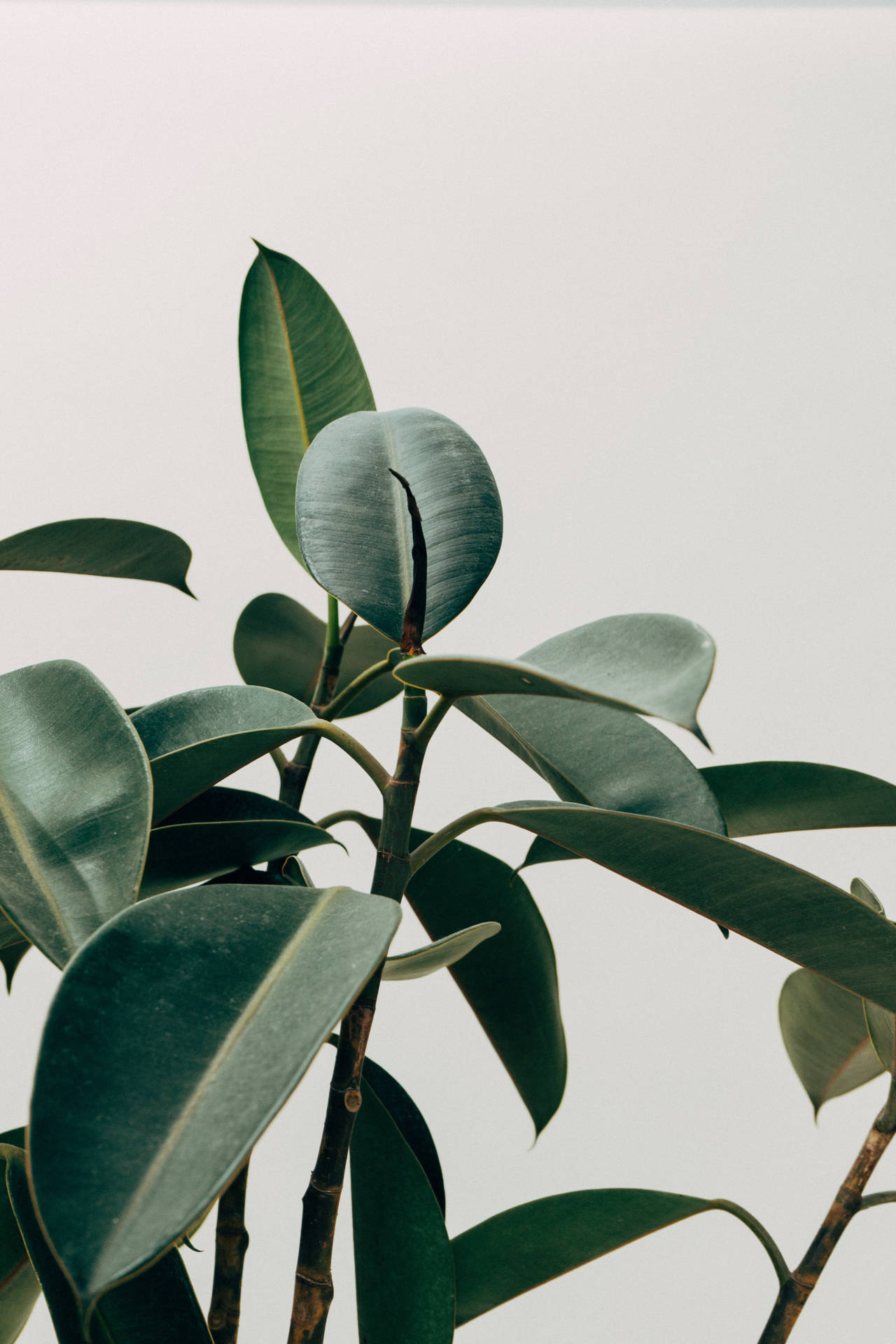 Plant Aesthetic 桌布