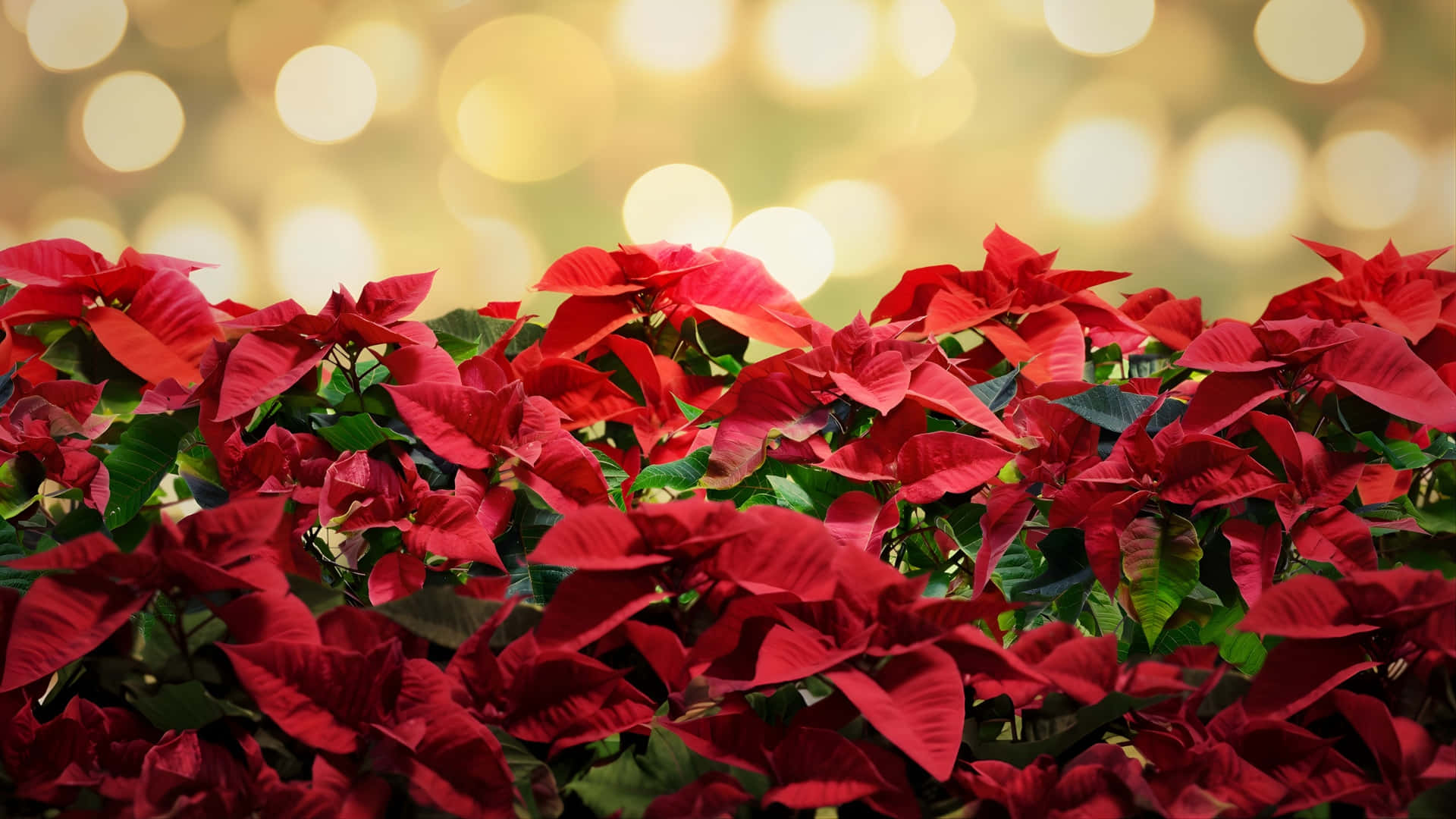 Poinsettia 桌布