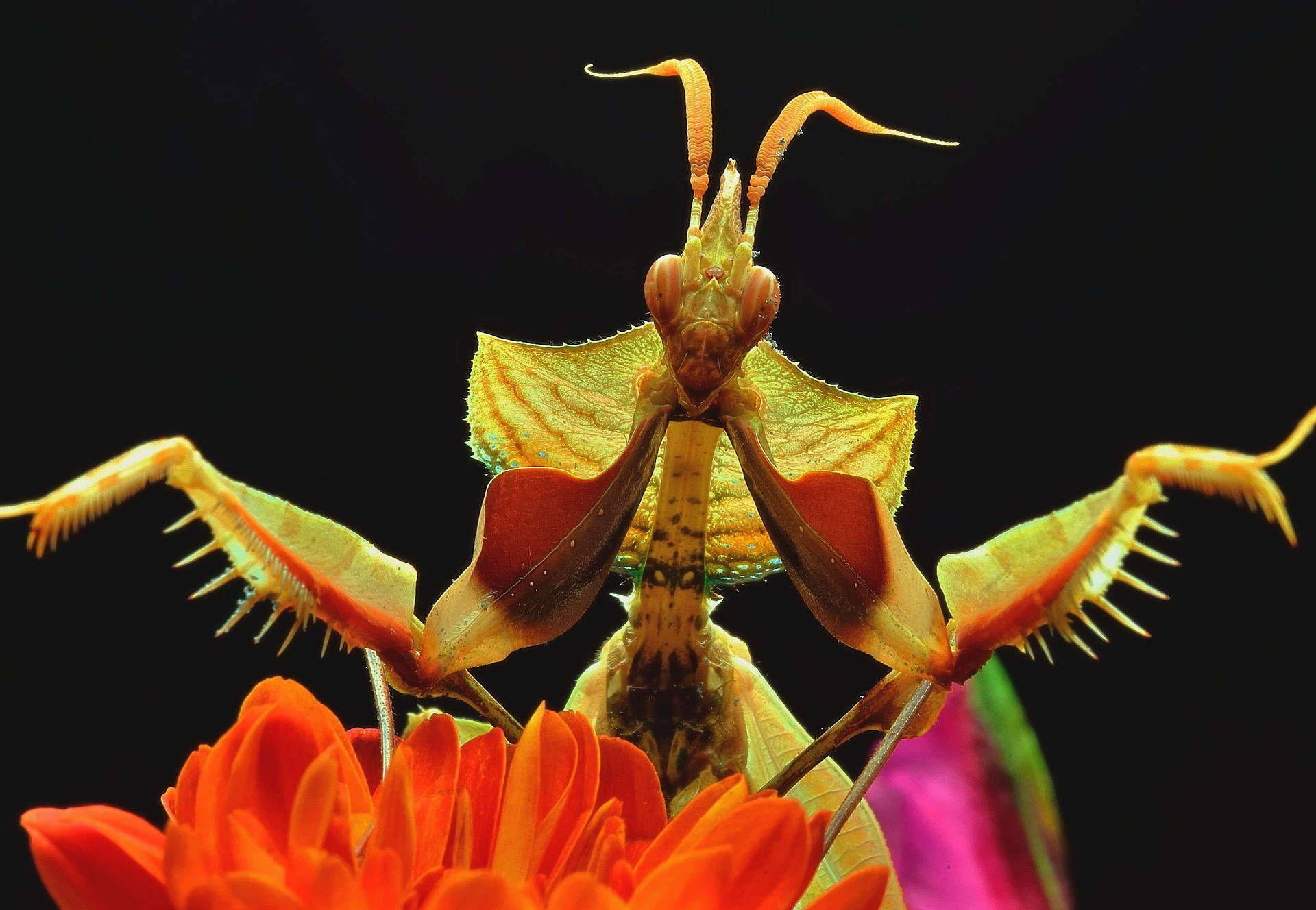 Praying mantis 桌布
