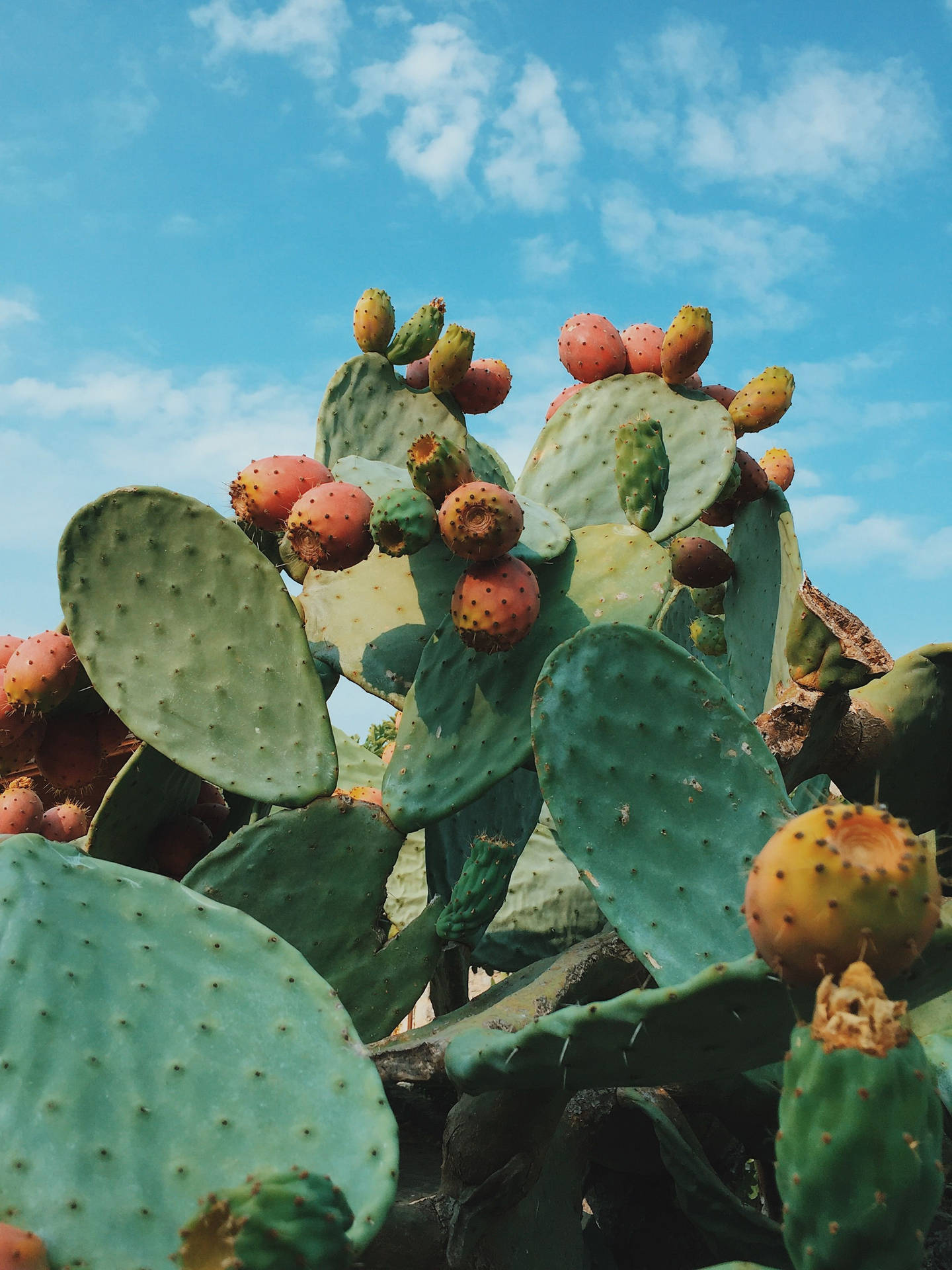Prickly Pear 桌布