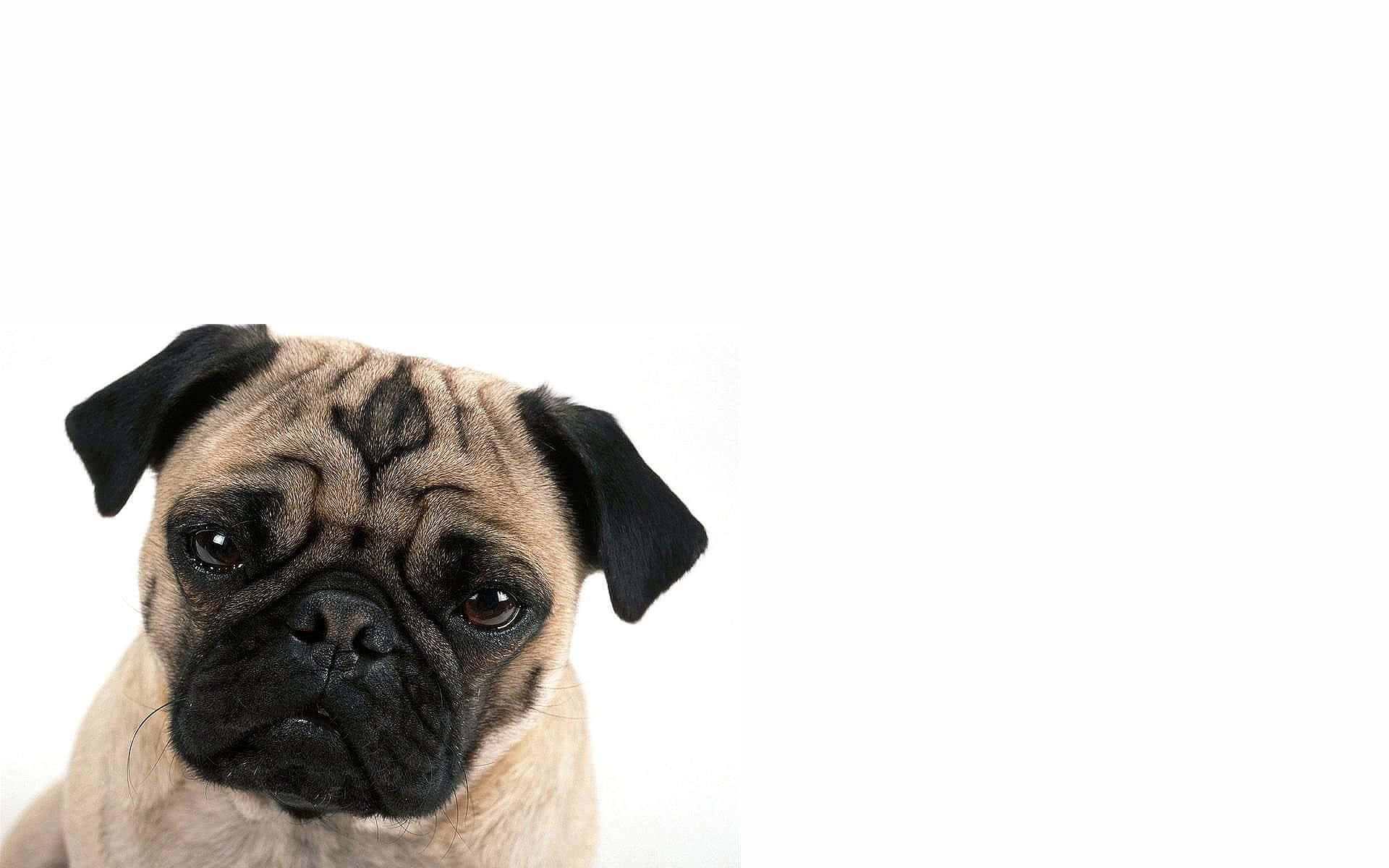 Pug Dog 桌布