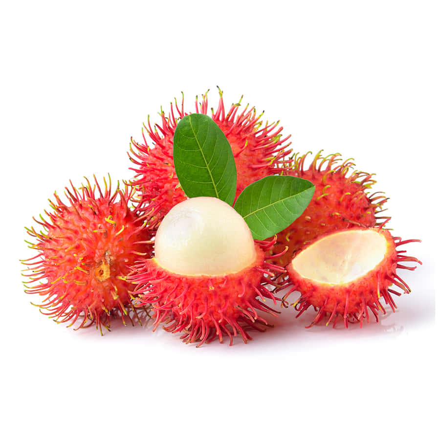 Pulasan 桌布