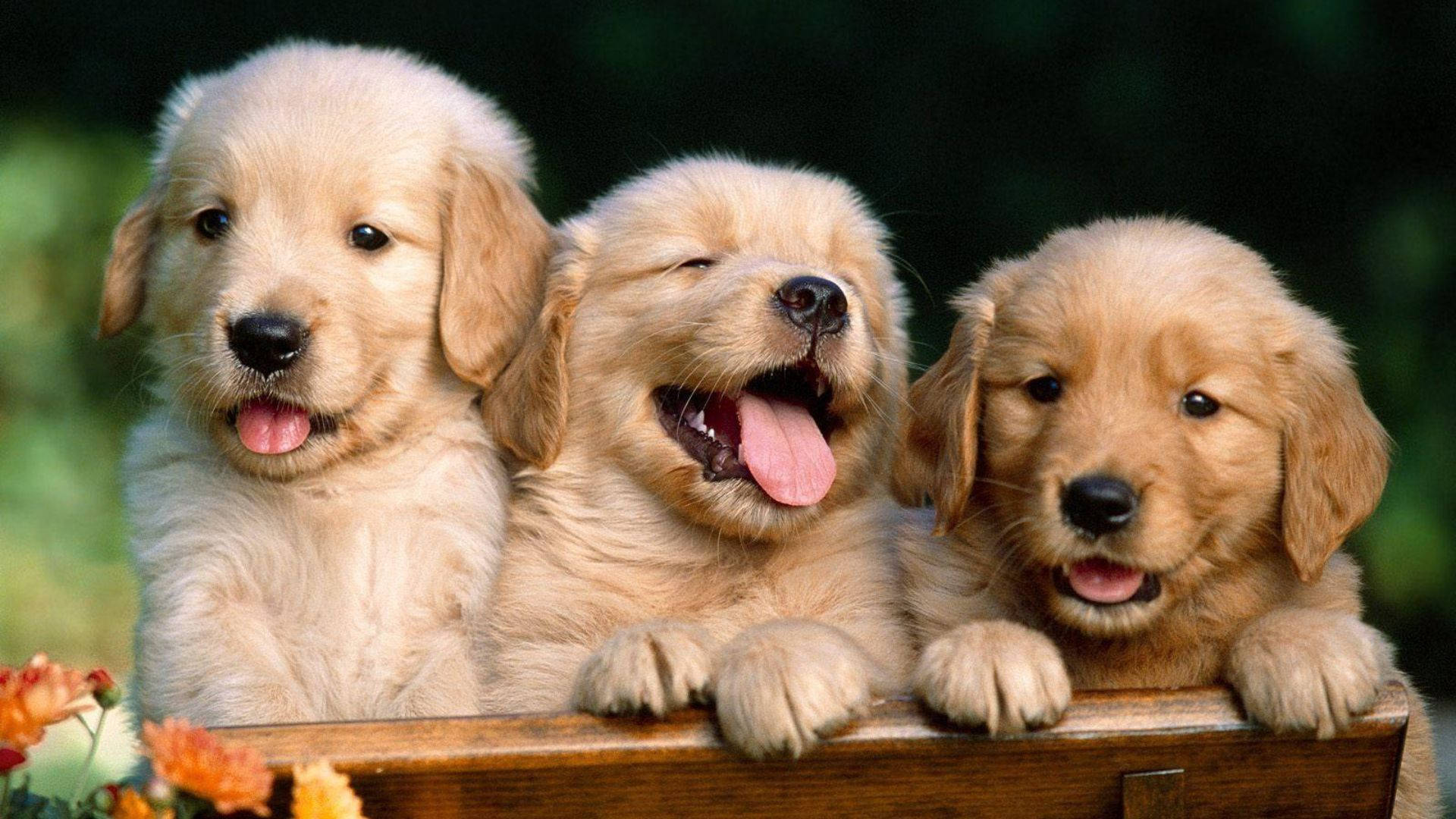 Puppies 桌布