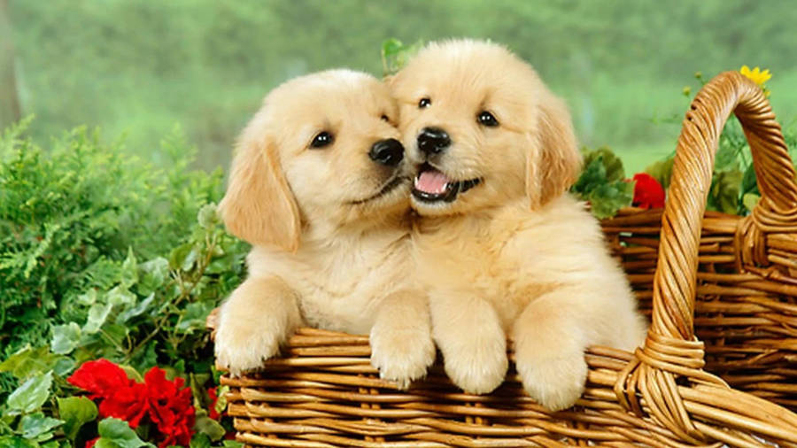 Puppy Desktop 桌布