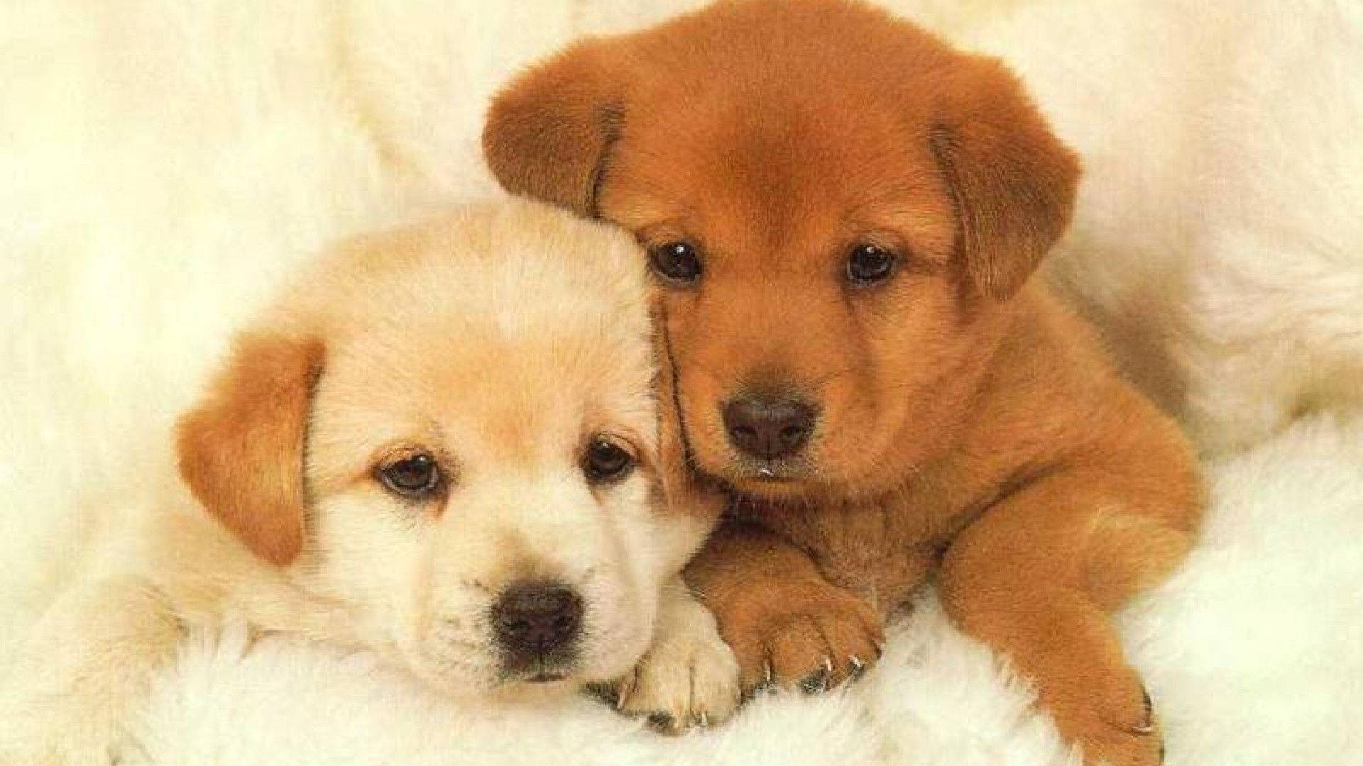 1920x1080 Puppy Wallpaper