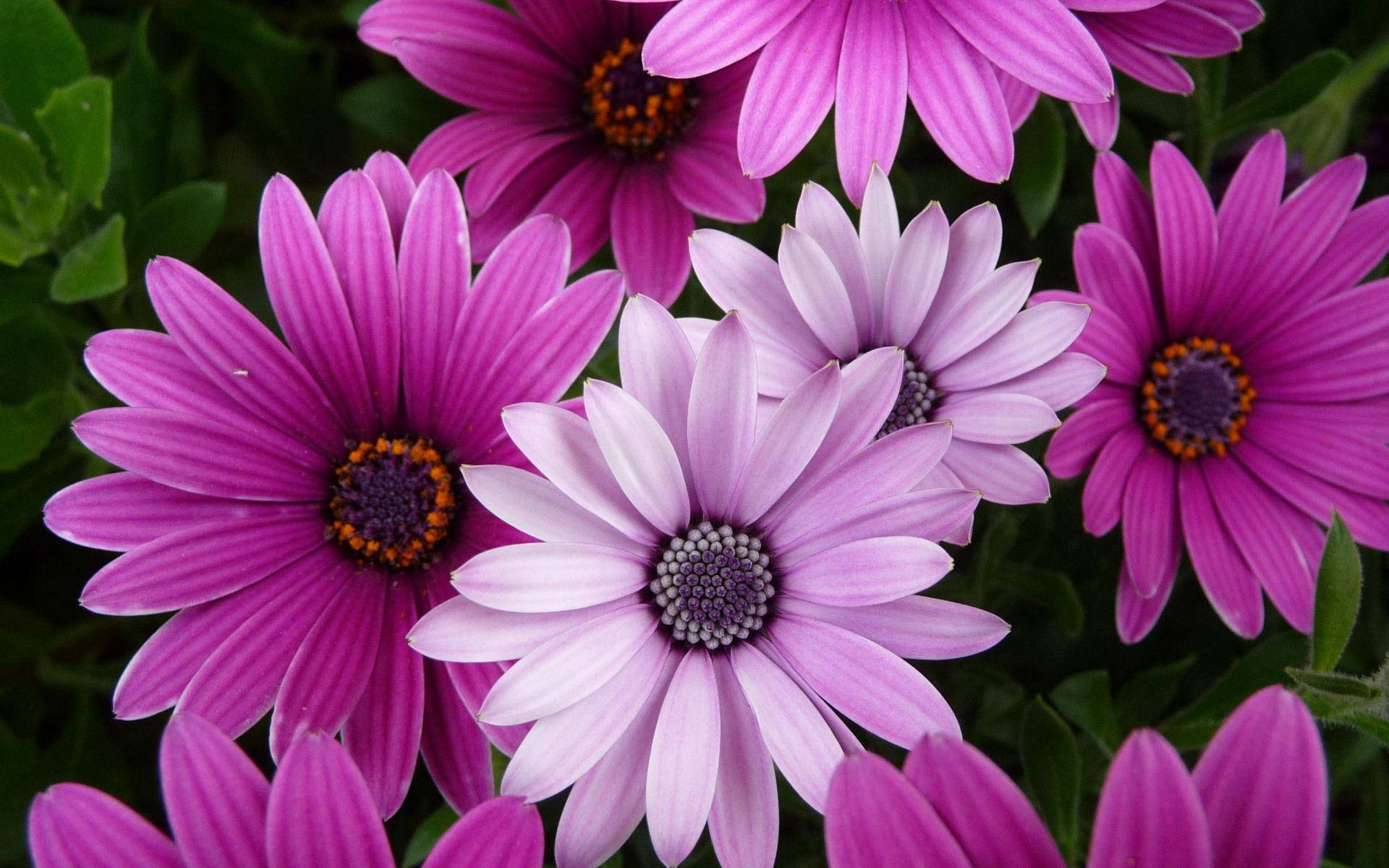 Purple Flower Laptop 桌布