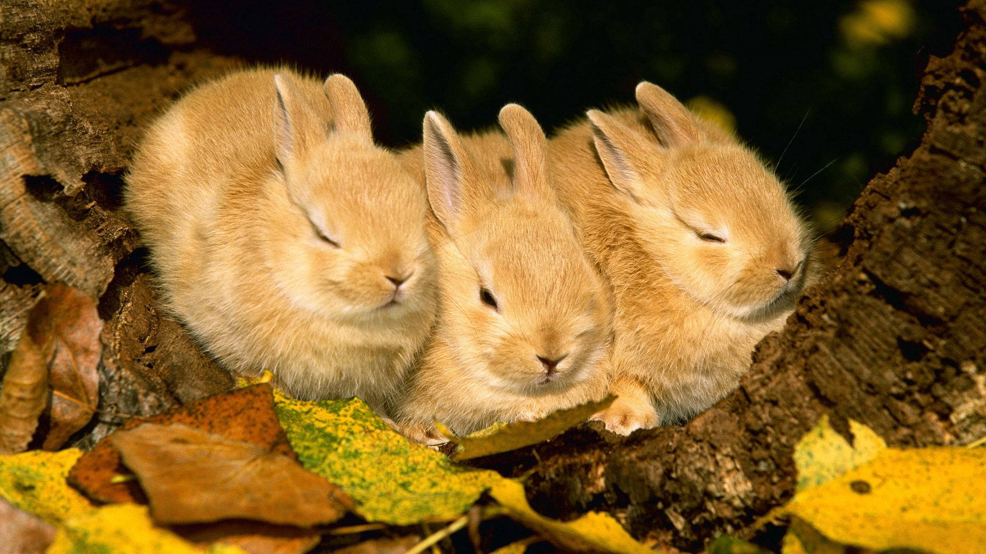 Preview wallpaper rabbits, three, sleep