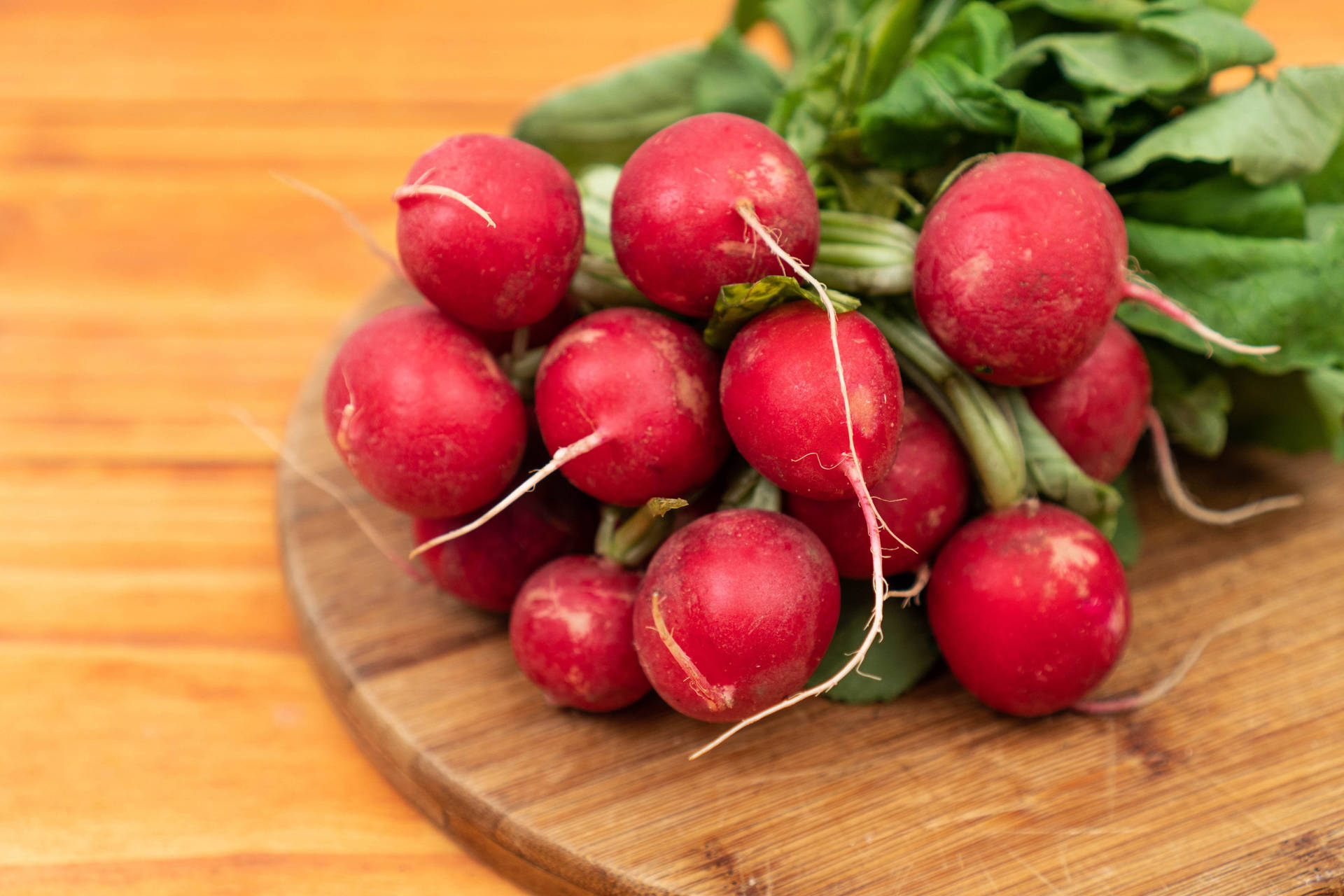 Radish 桌布