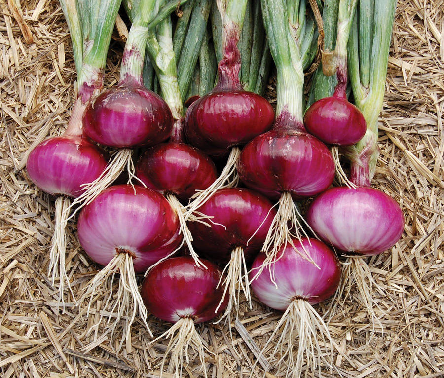 Red Onion 桌布