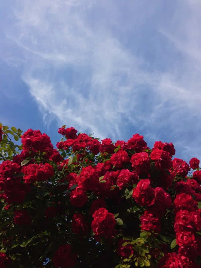 Red Rose Aesthetic 桌布