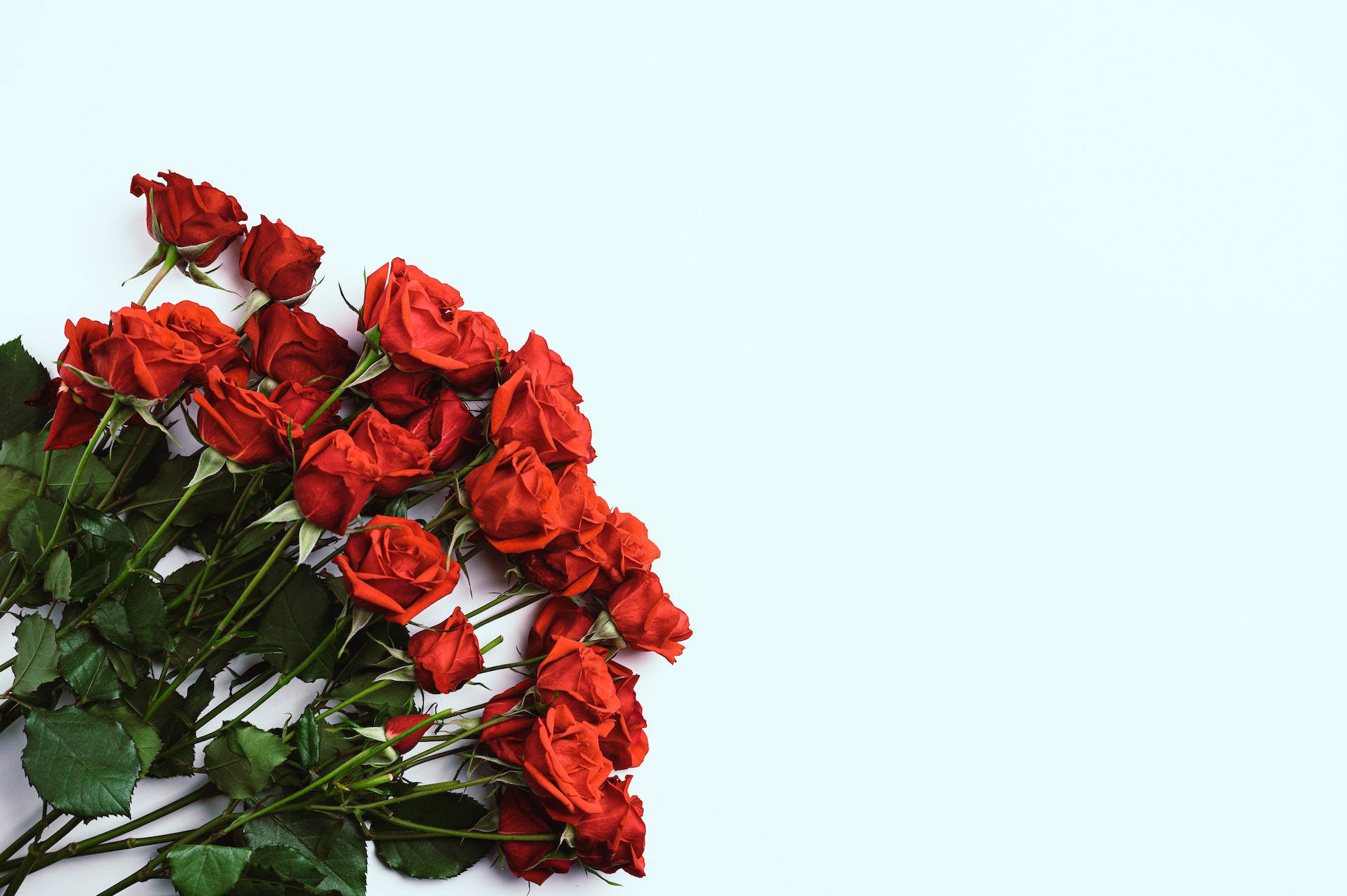 Red Roses 桌布