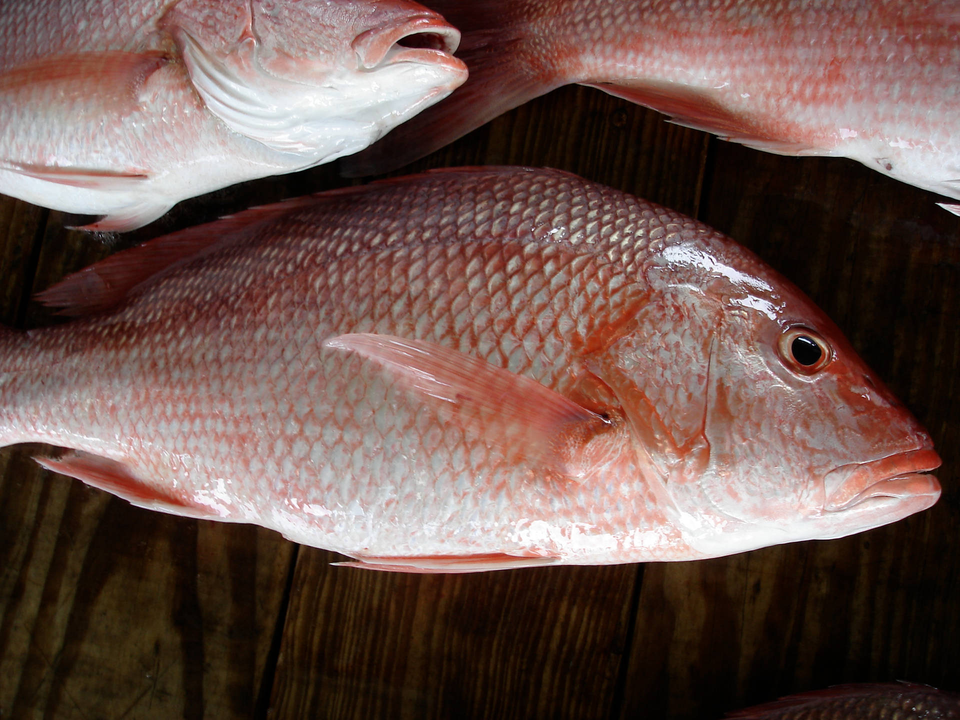 Red Snapper 桌布