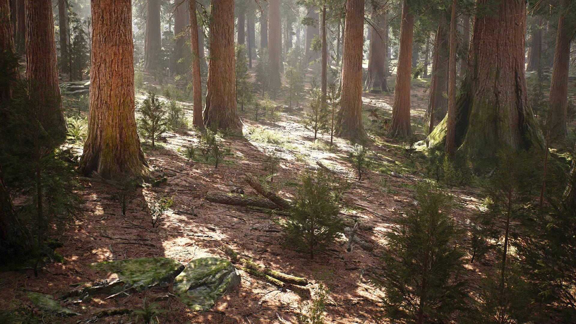 Redwood 桌布