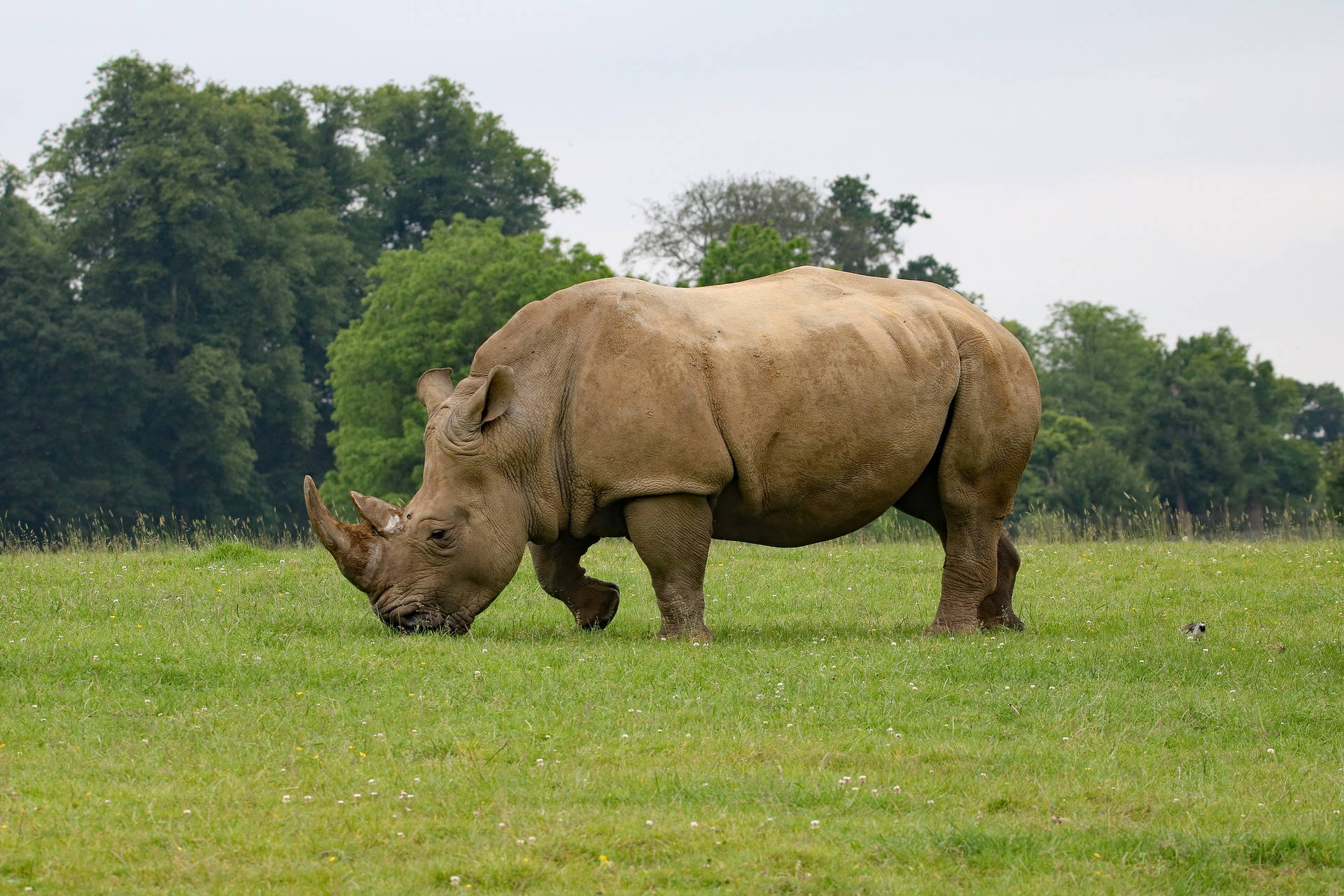Rhinoceros 桌布