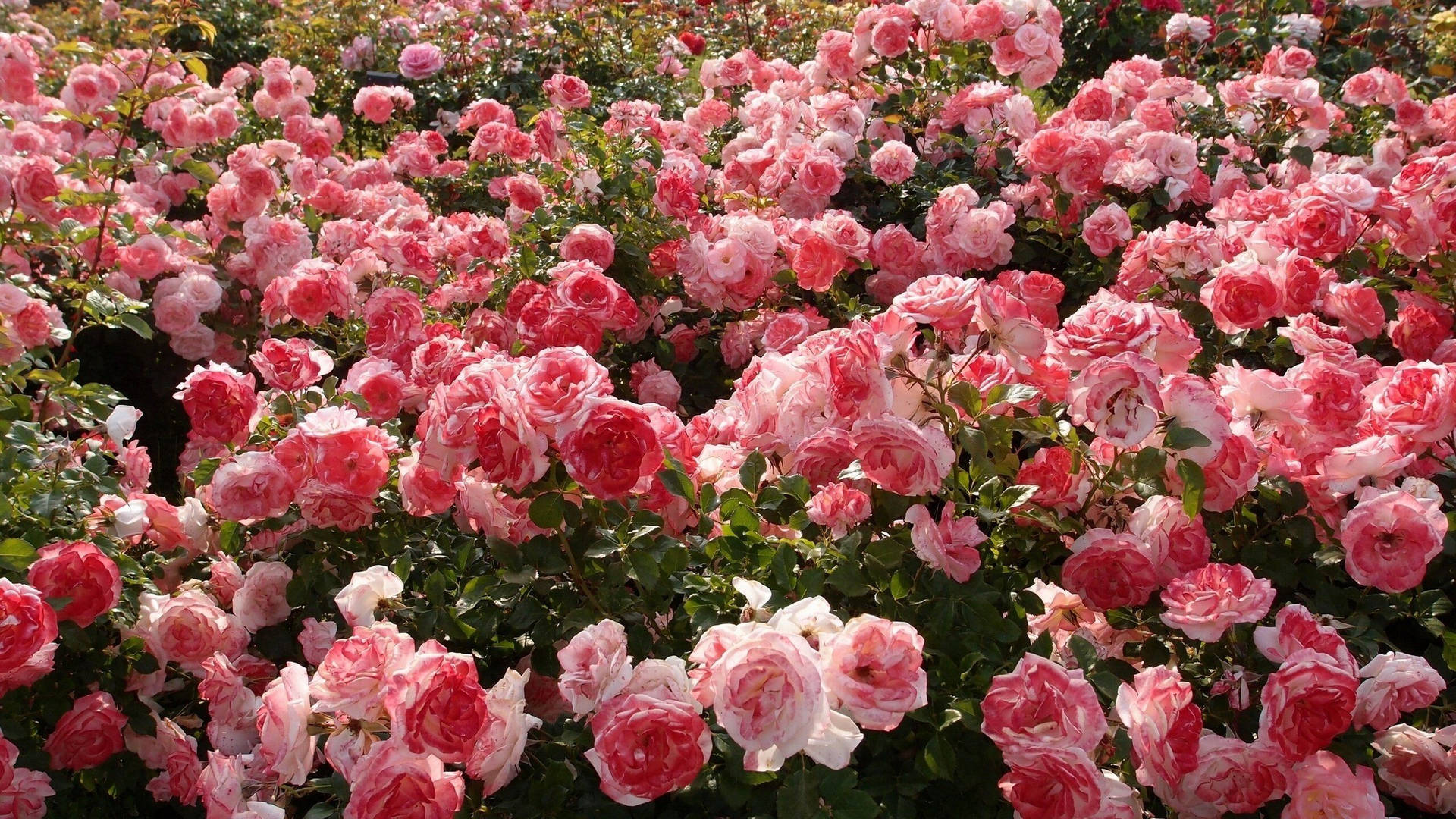 Rose Aesthetic 桌布
