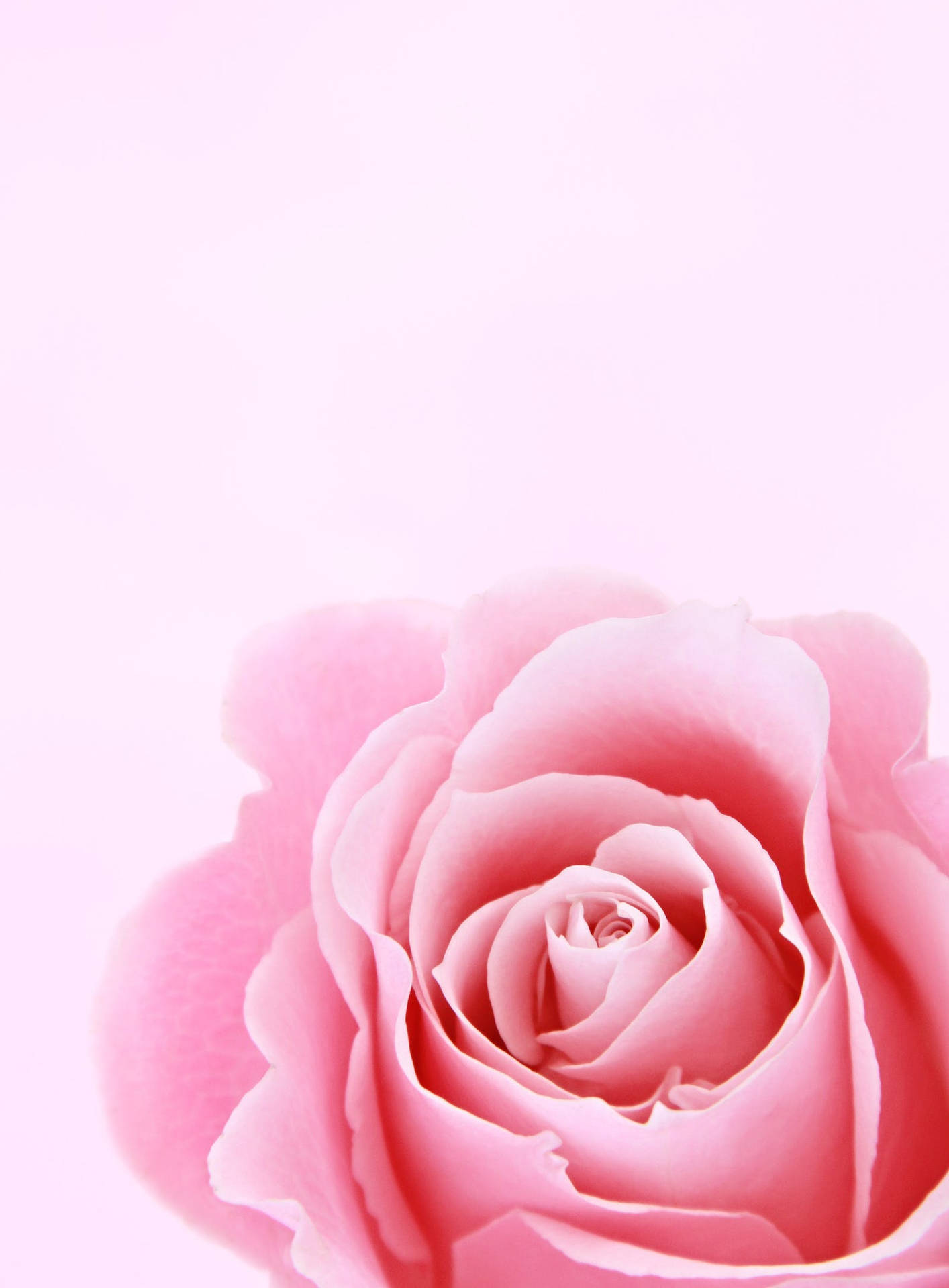 Free Pink Rose Closeup Photography Stock Photo