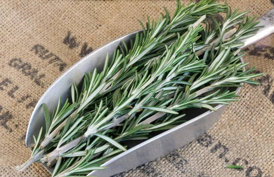 Rosemary 桌布