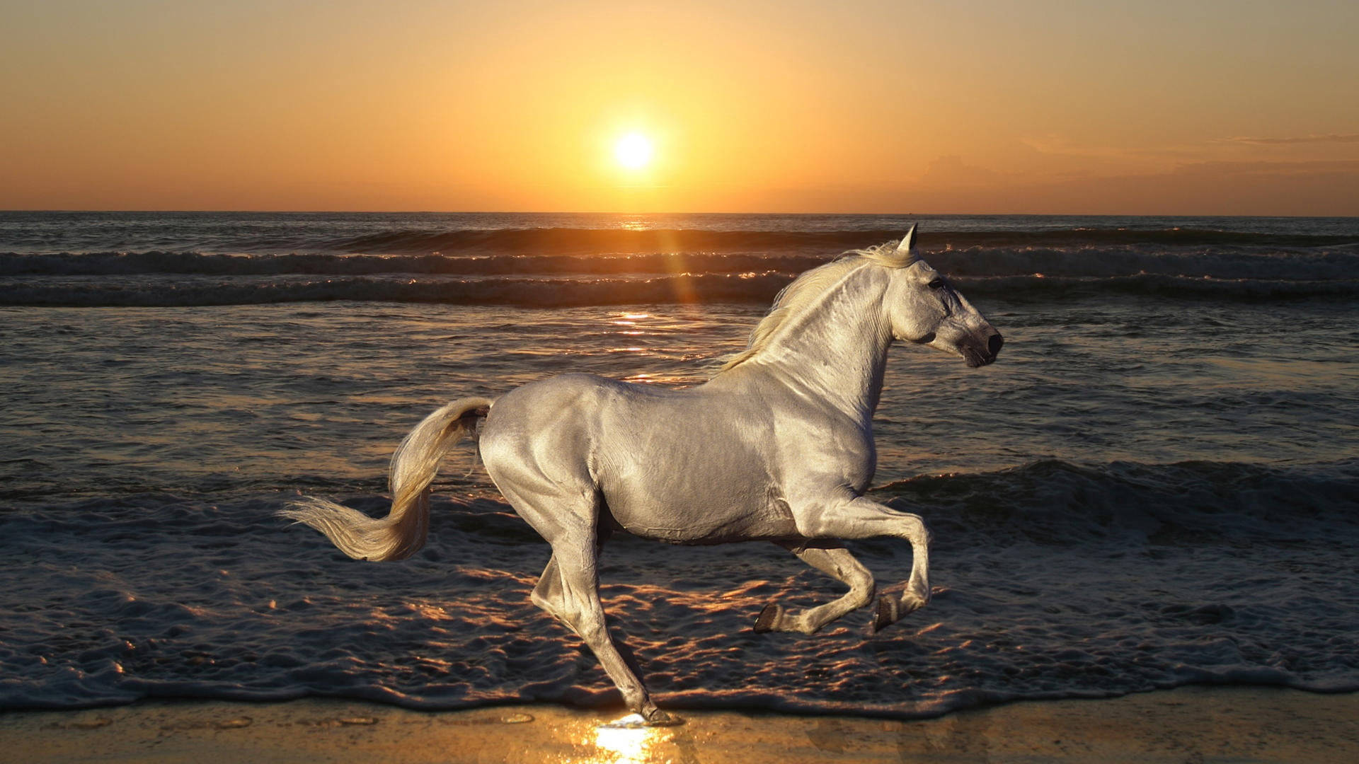 Running Horse 桌布