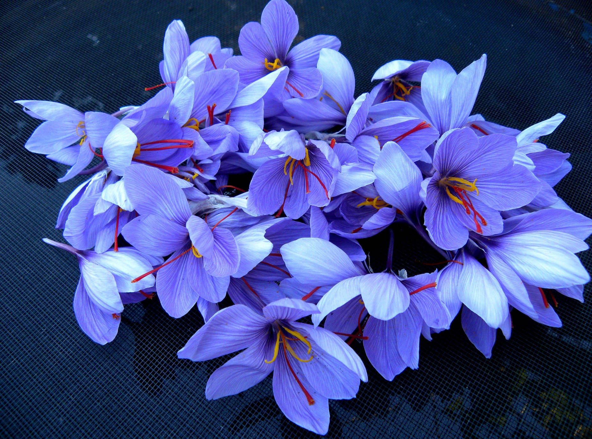 Saffron 桌布