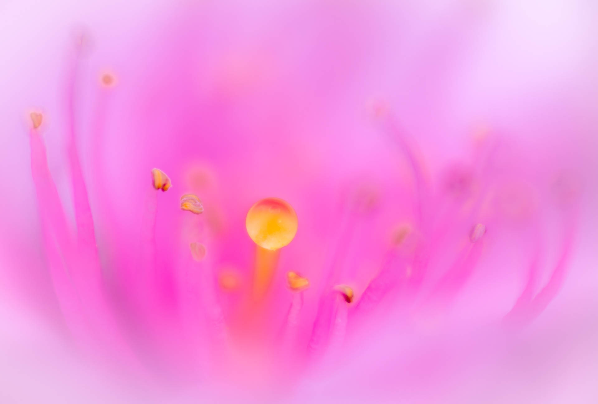 Screensavers 桌布