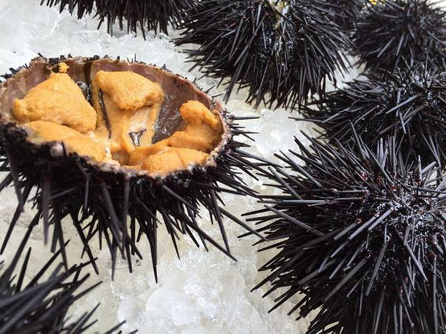 Sea Urchin 桌布