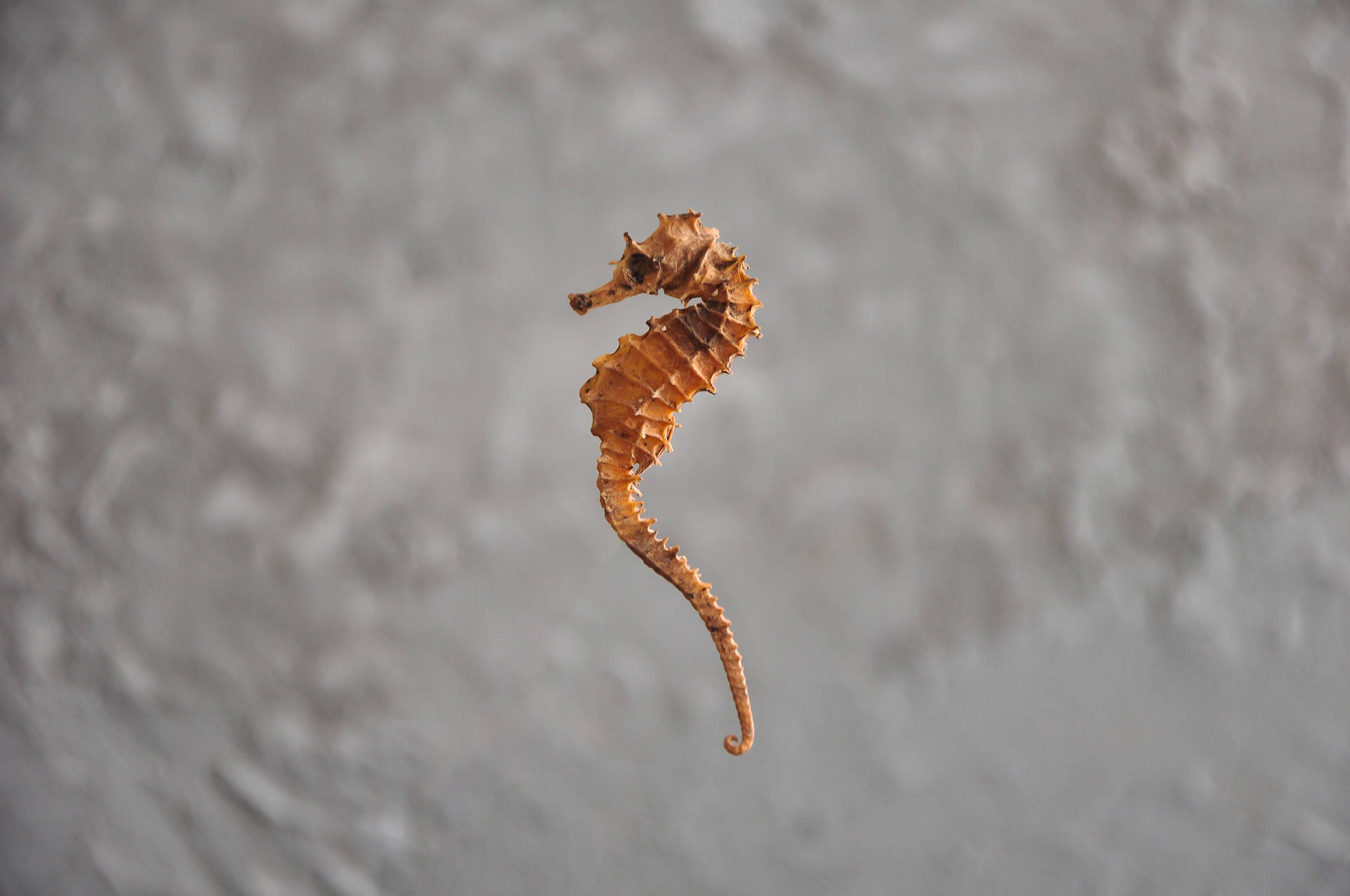 Seahorse 桌布