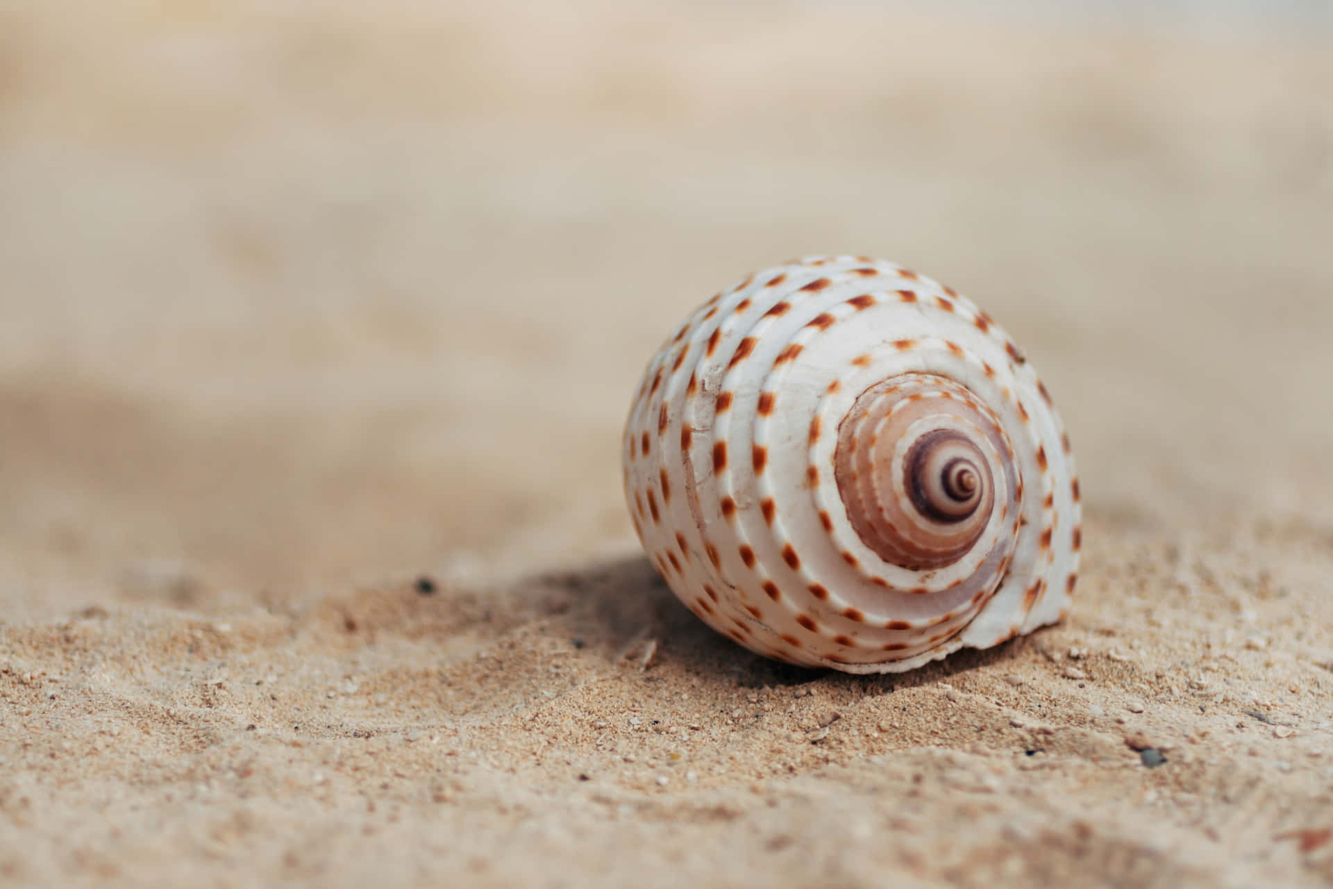 Seashell 桌布