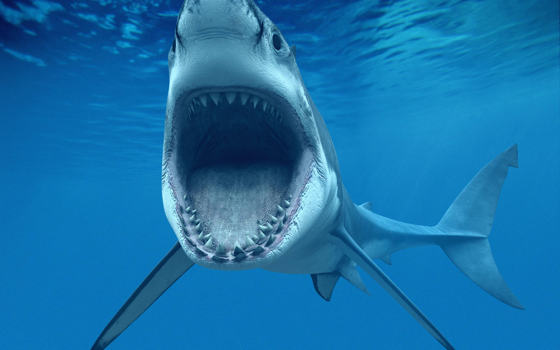 2560x1600 Shark HD Wallpaper and Background Image